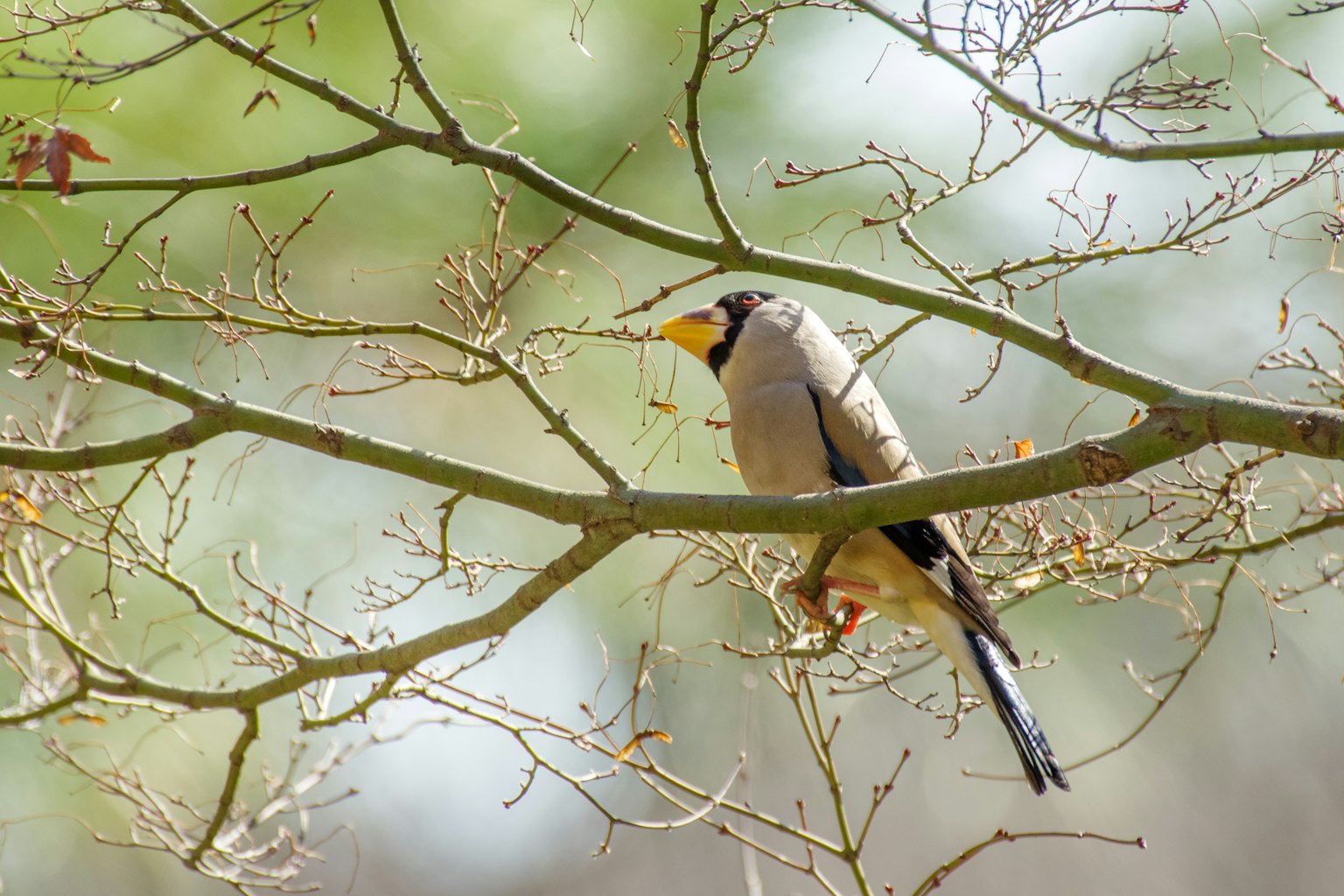 Vogel auf einem Ast mit verschwommenem grünen Hintergrund und dünnen Ästen