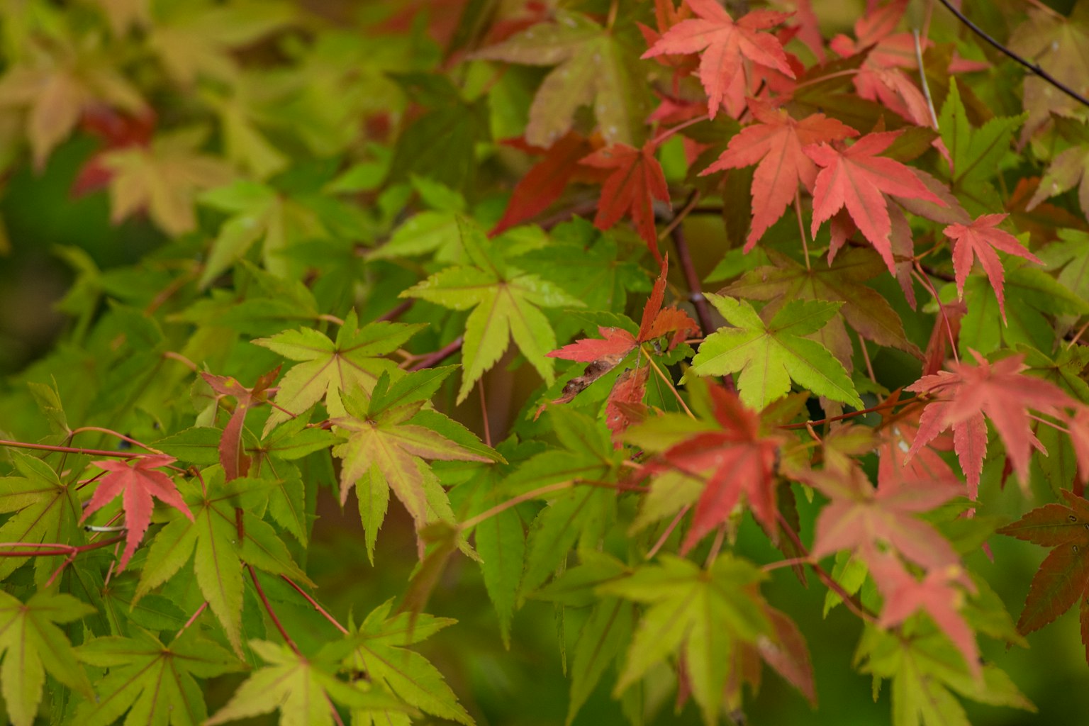 Beautiful scene of mixed green and red maple leaves