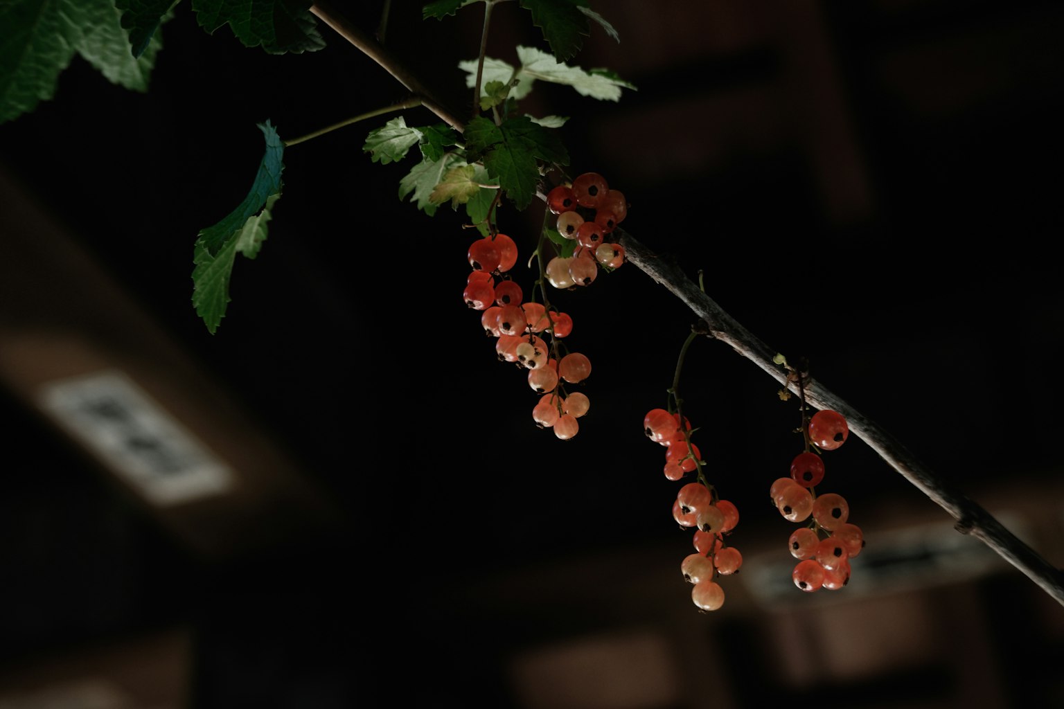 Kumpulan buah merah tergantung di latar belakang gelap