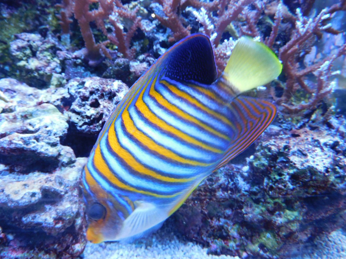 サンゴ礁の海中で泳ぐ縞模様の熱帯魚