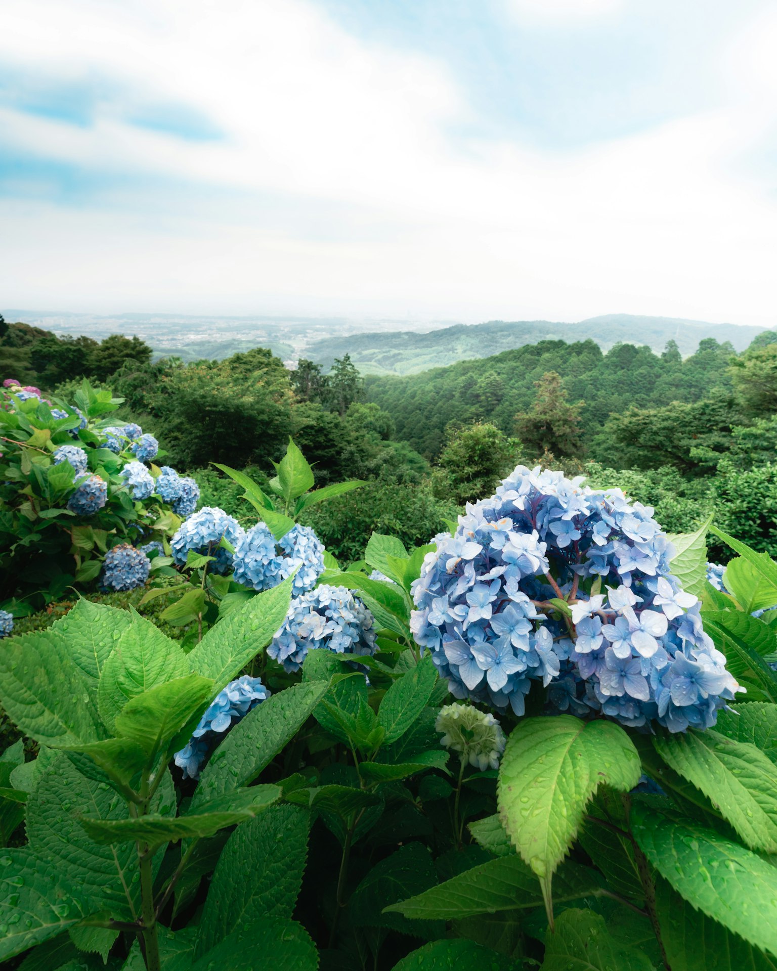 Pemandangan dengan bunga hidrangea biru dan daun hijau subur
