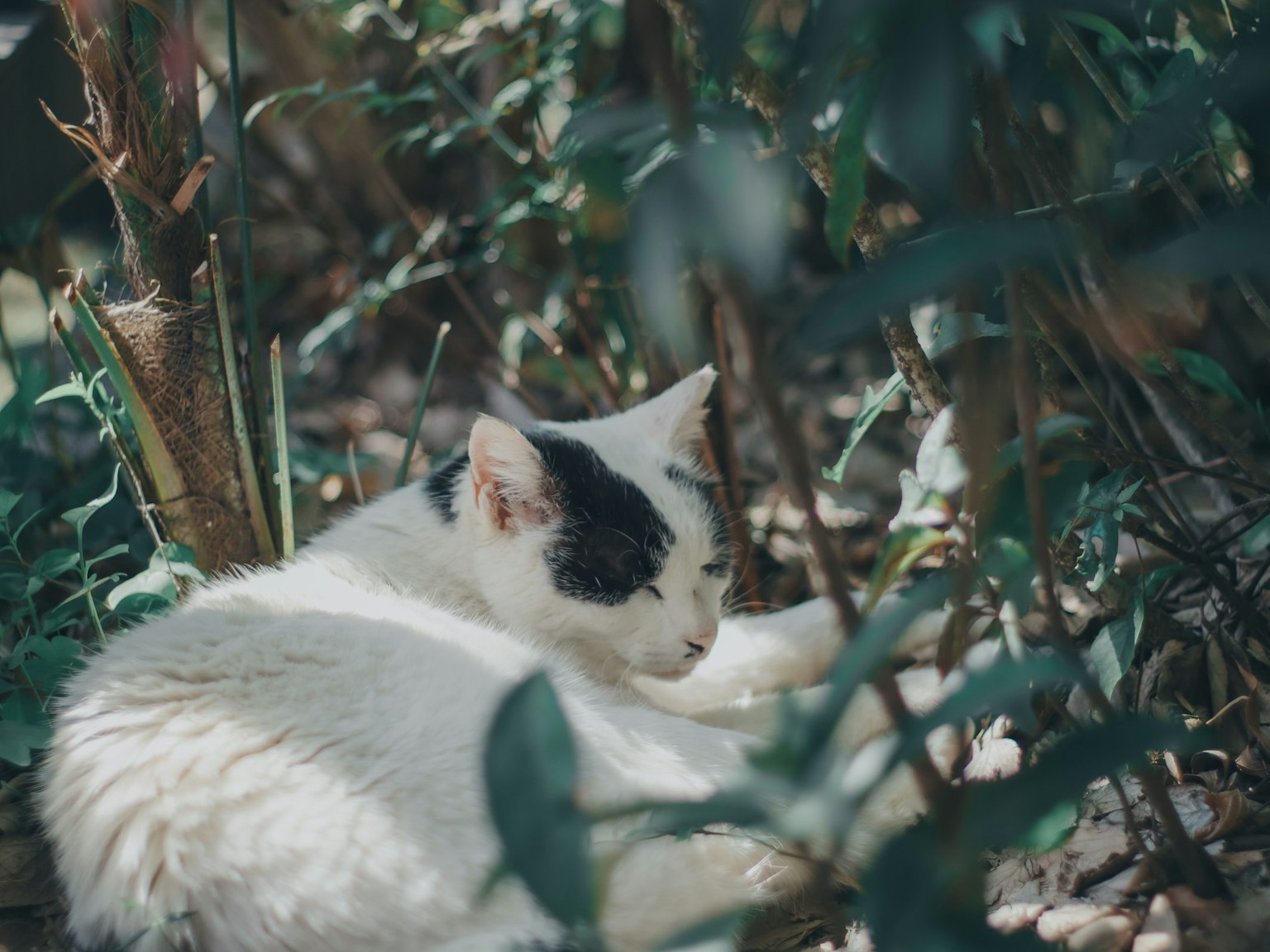 A white cat resting among green plants