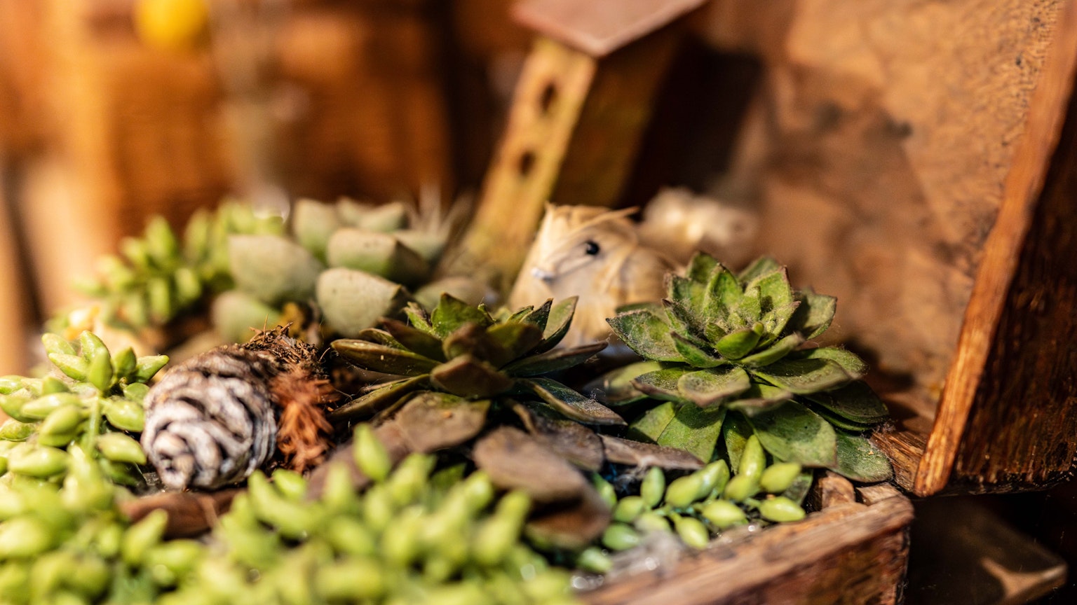 Arrangement of succulents and pine cones in a wooden box