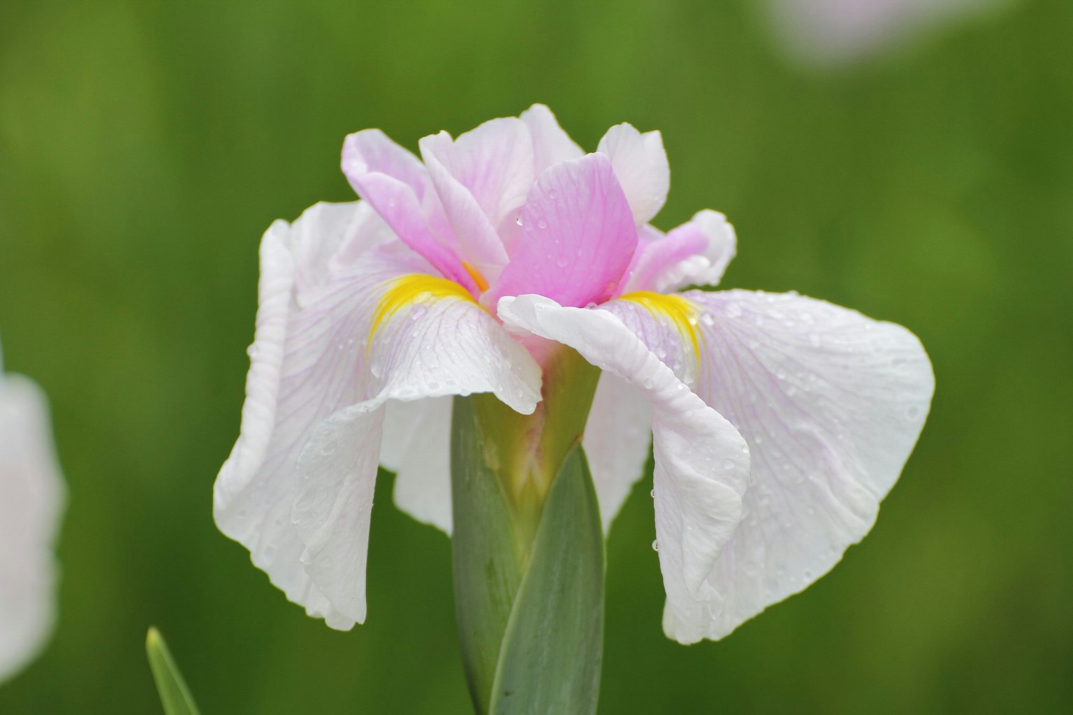 Một bông hoa iris trắng và hồng đẹp với cánh hoa nở ra