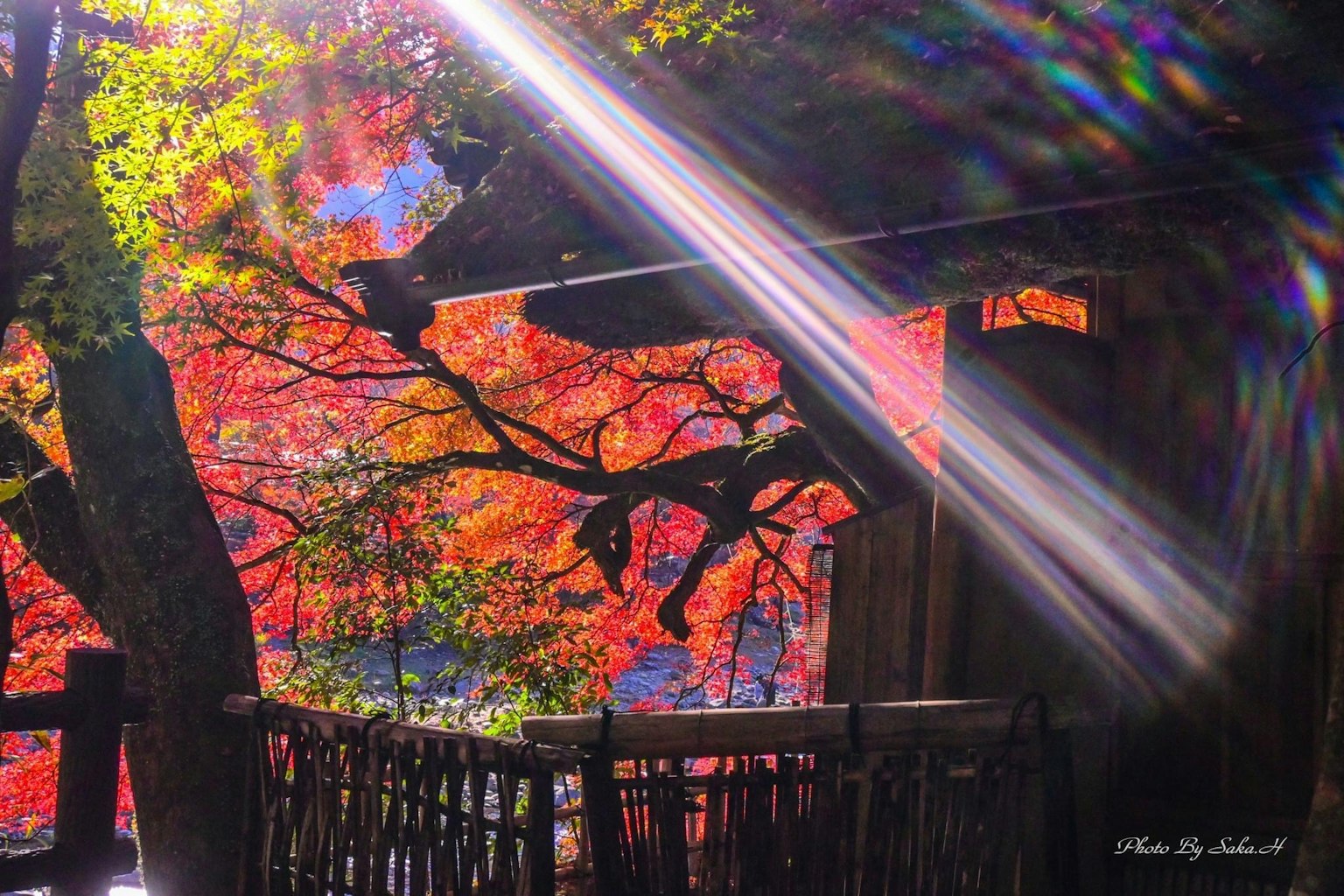 Vista panoramica di fogliame autunnale vibrante con luce solare che filtra tra gli alberi