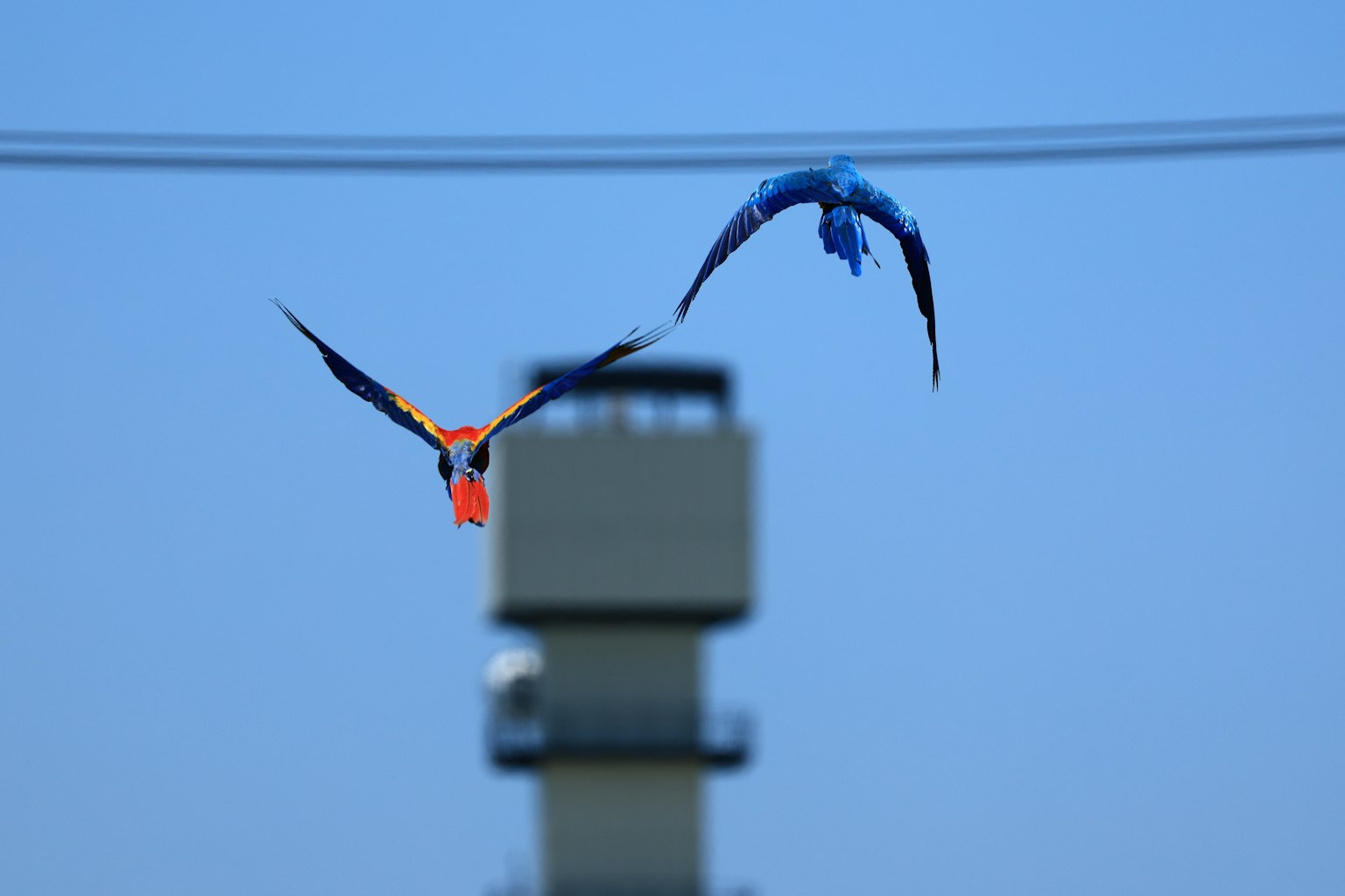 Gambar burung oranye dan biru terbang di langit