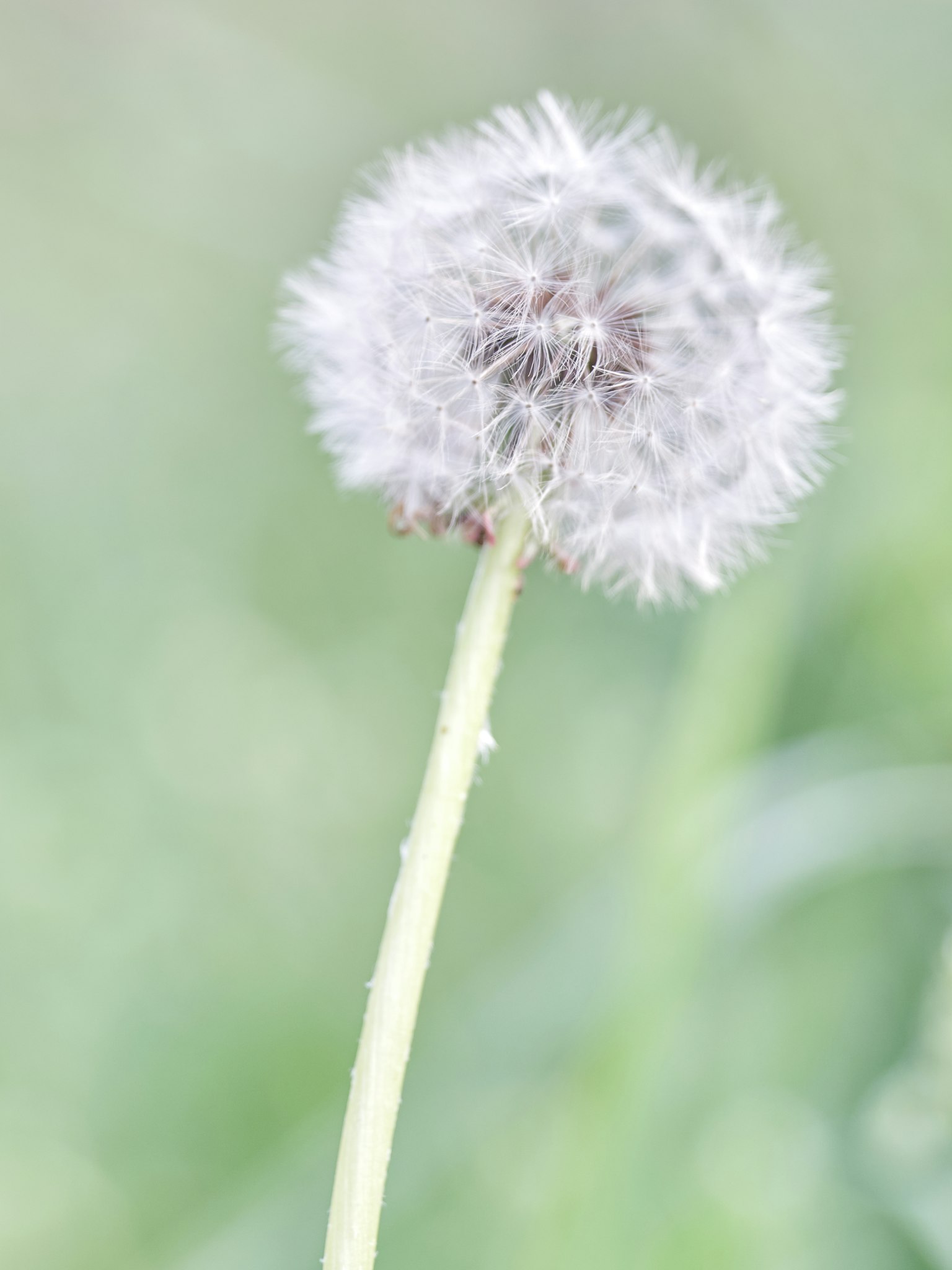 Une fleur de pissenlit blanche et duveteuse se tenant devant un fond vert