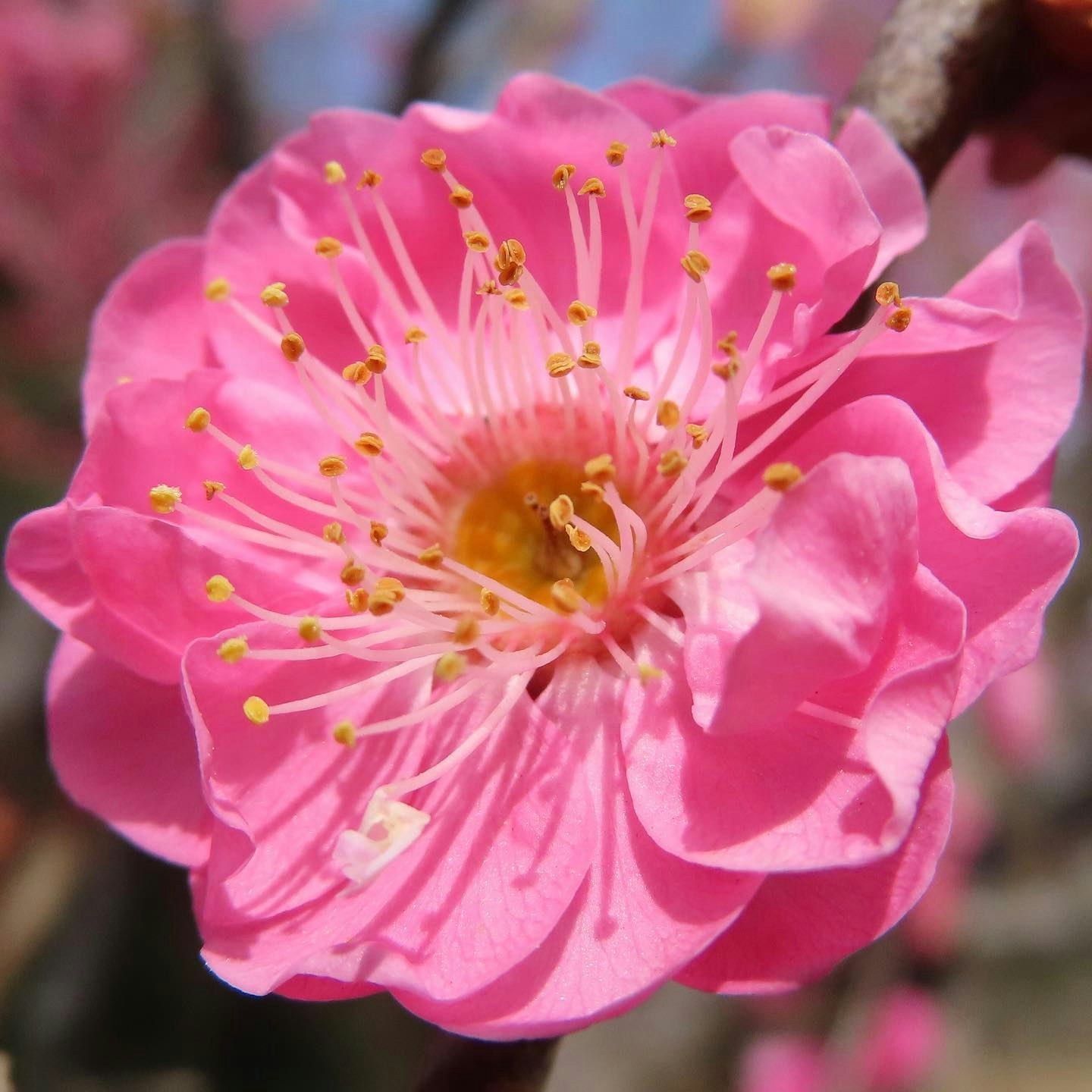 Primo piano di un fiore di prugno rosa vibrante con stami gialli