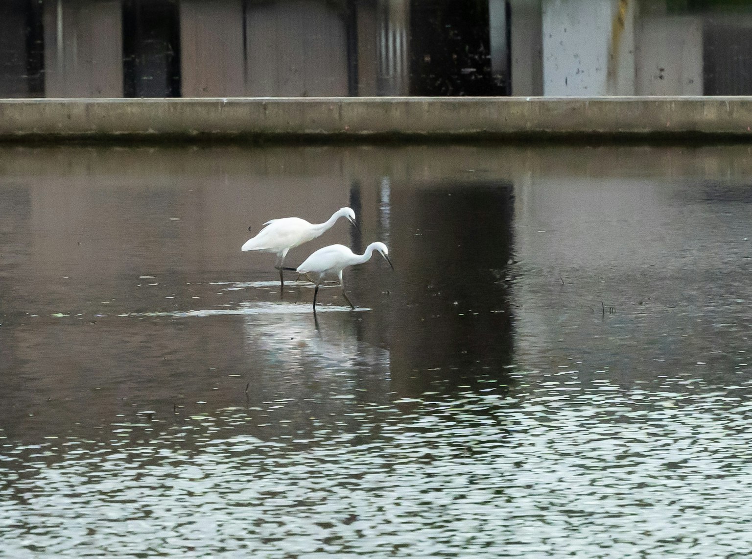 Two white birds wading in a reflective body of water