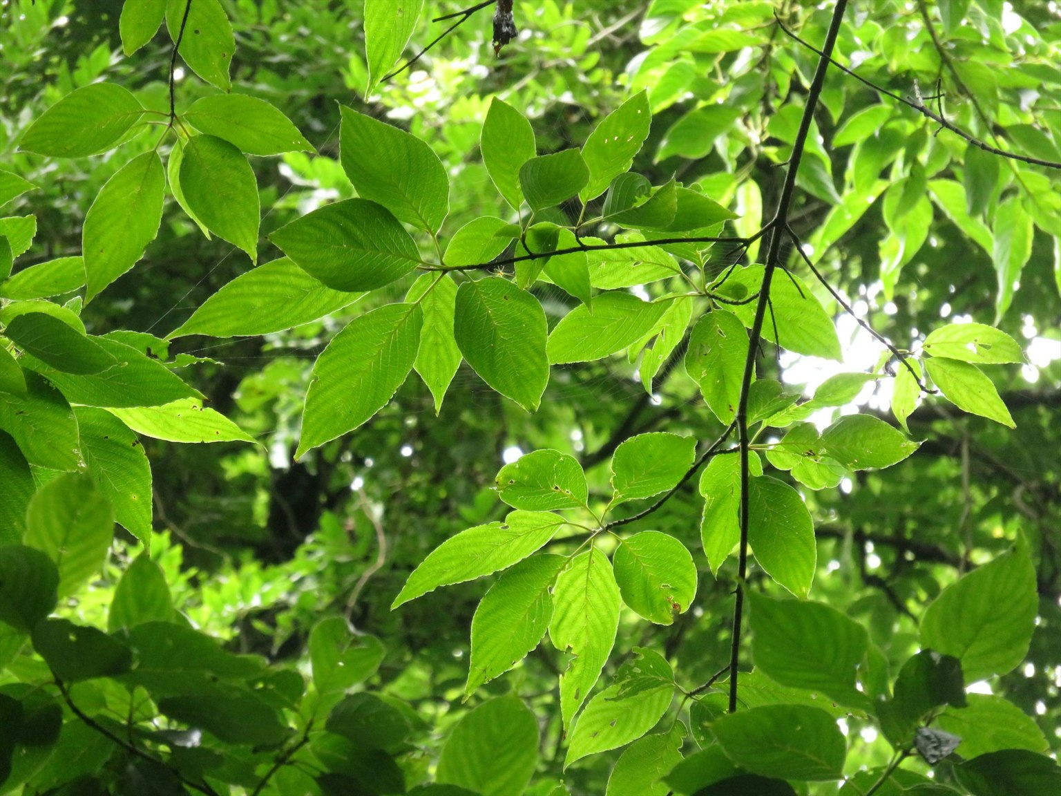 Close-up of lush green leaves on tree branches