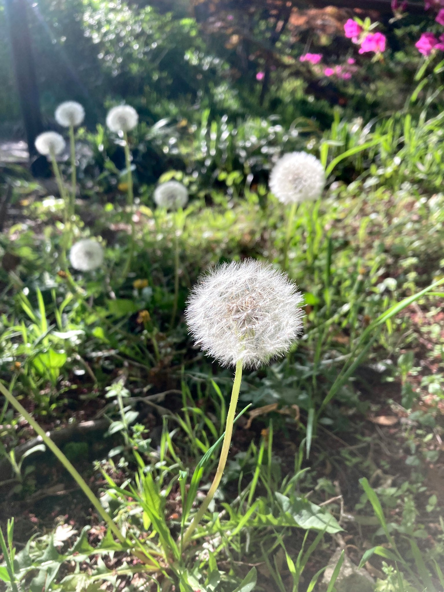 白色蒲公英绒球在草地上