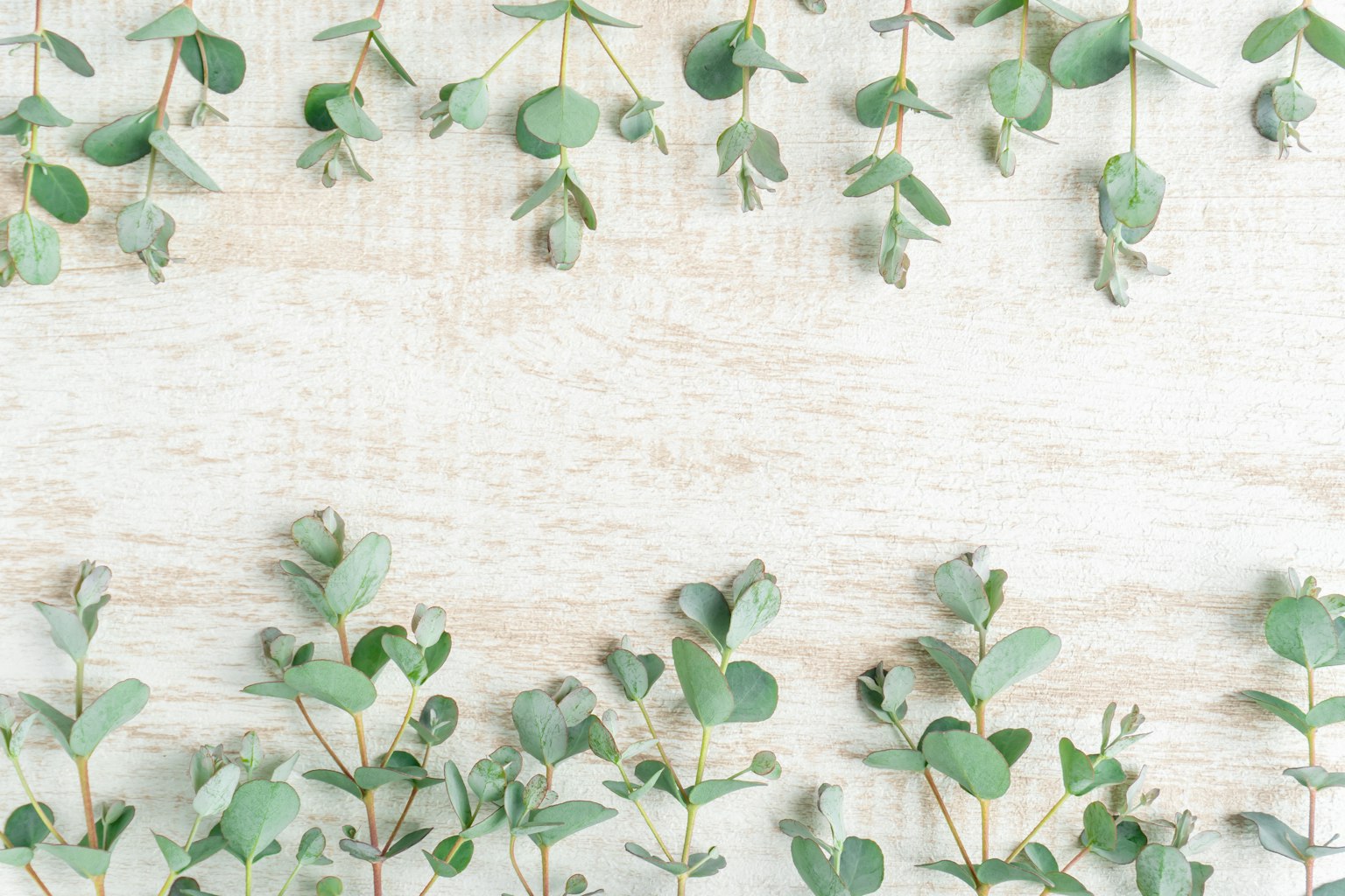 Feuilles d'eucalyptus disposées sur une table en bois