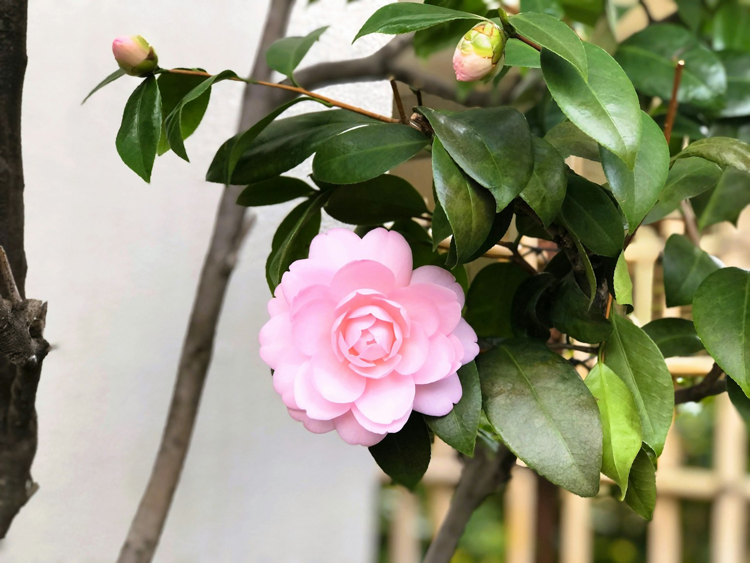 Une fleur de camélia rose pâle entourée de feuilles vertes