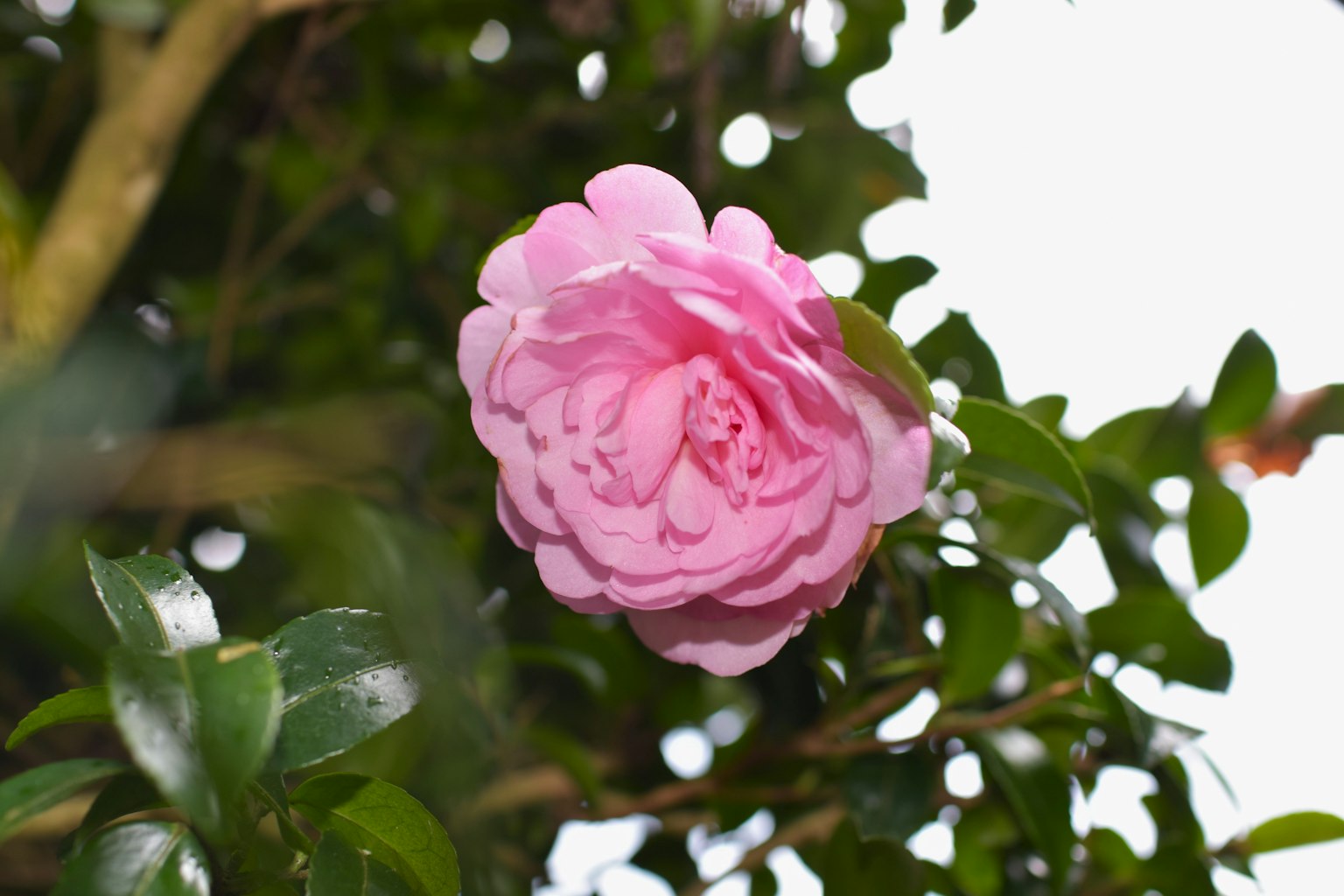 Eine rosa Kamelienblüte umgeben von grünen Blättern