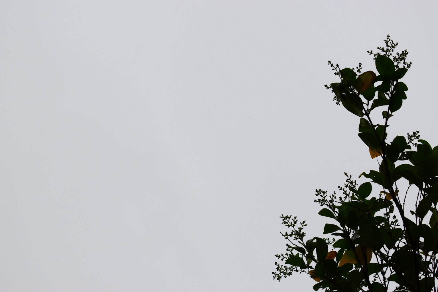 Foglie verdi contro un cielo nuvoloso grigio