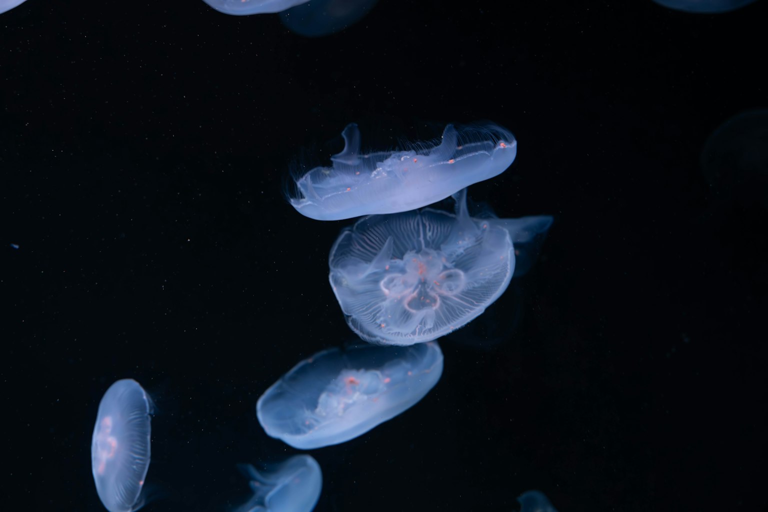 一群美麗的水母漂浮在黑暗的背景上