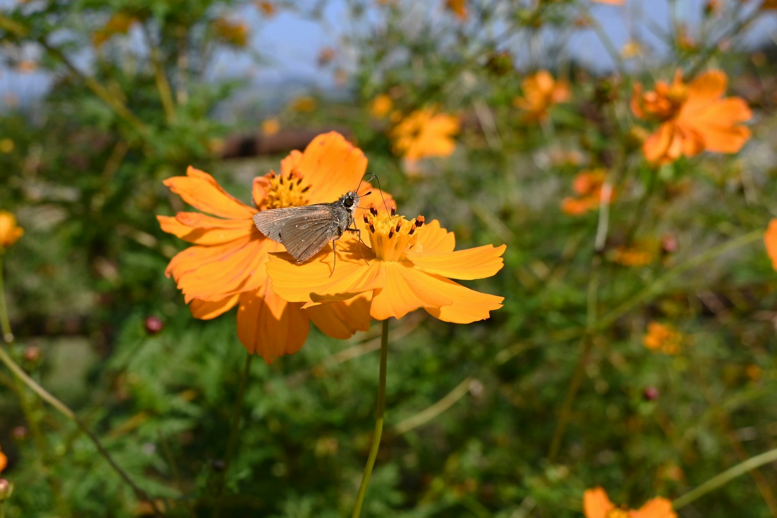 Primo piano di fiori arancioni con una piccola falena posata su uno di essi