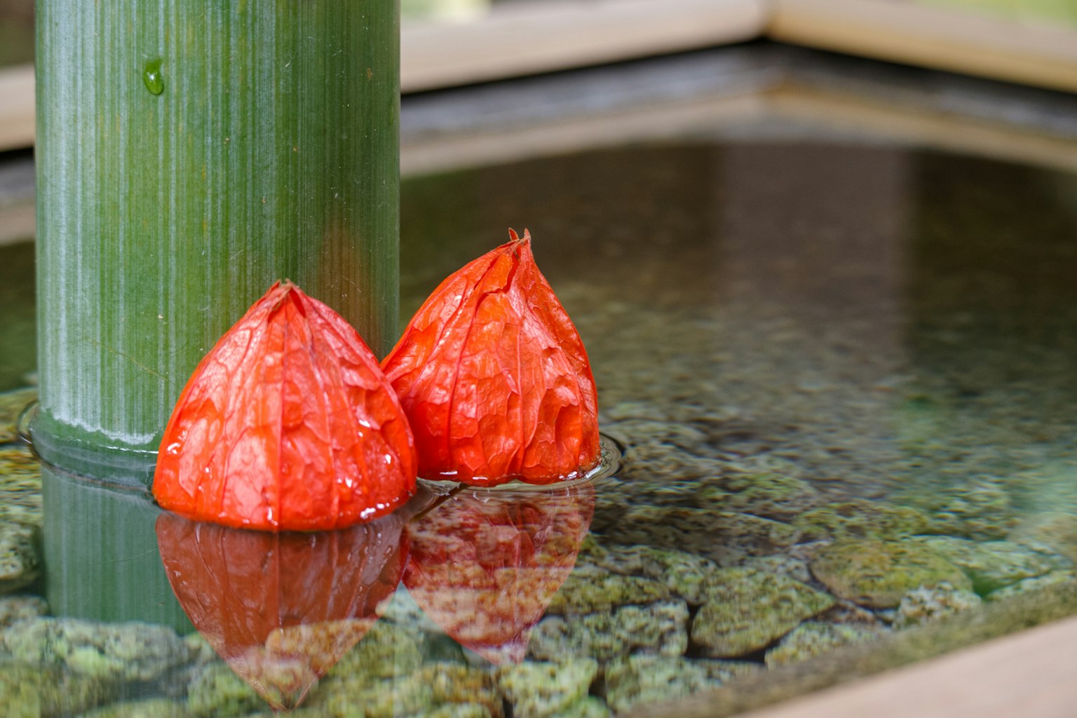 Bunga merah mengapung di atas air dengan batang bambu hijau
