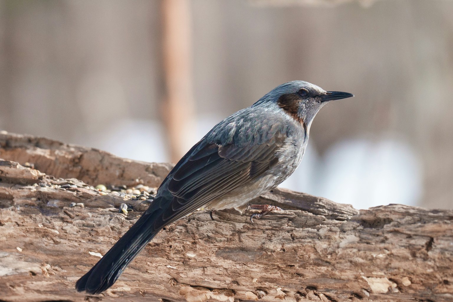 Seitenansicht eines grauen Vogels, der auf einem Baumstamm sitzt