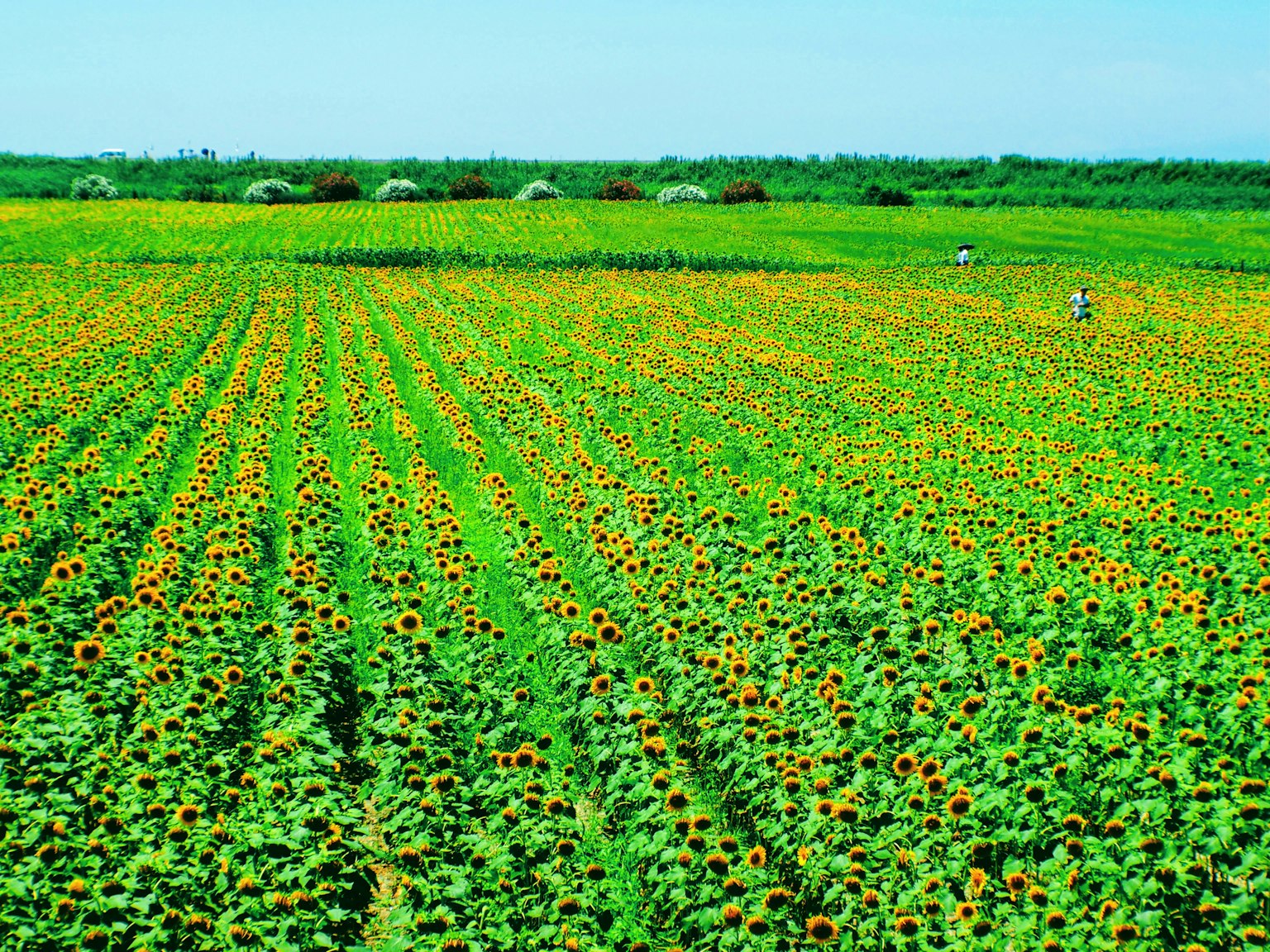 Ampio campo di girasoli sotto un cielo blu