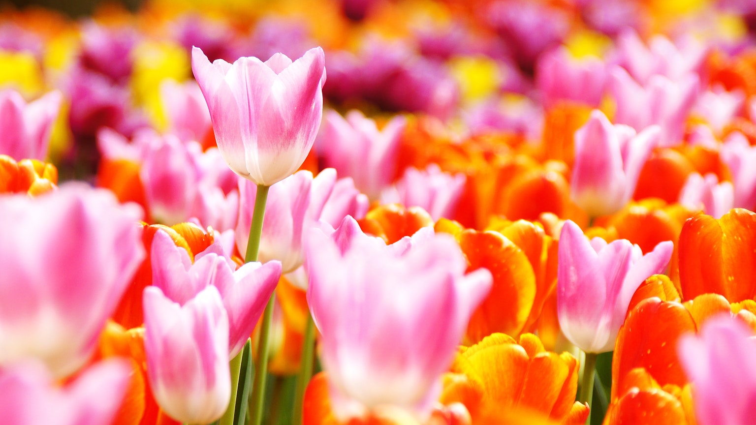 Un campo di fiori vibrante pieno di tulipani colorati in rosa e arancio