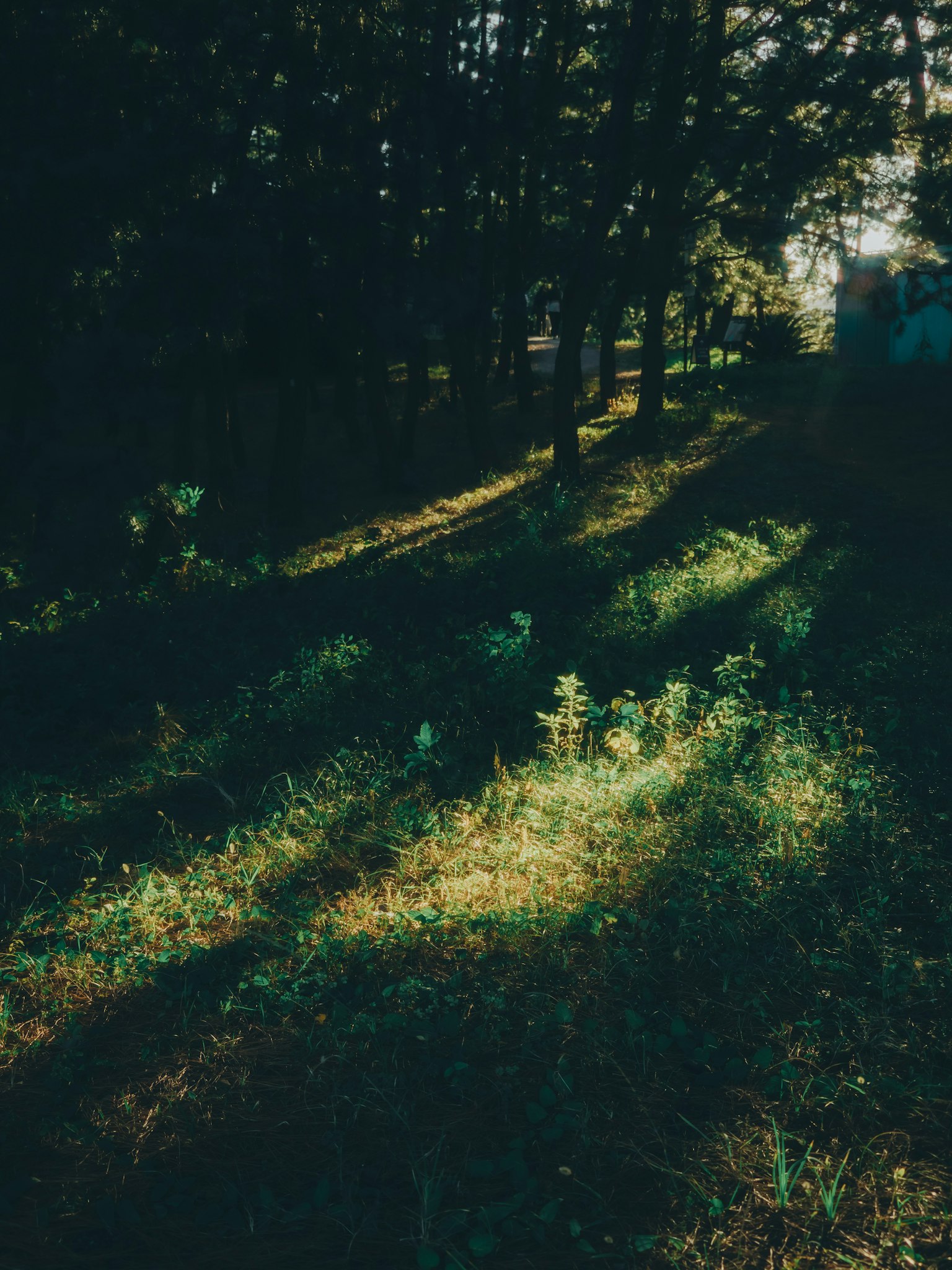 ทิวทัศน์ที่เงียบสงบมีแสงแดดส่องผ่านต้นไม้ส่องสว่างพื้นที่หญ้า