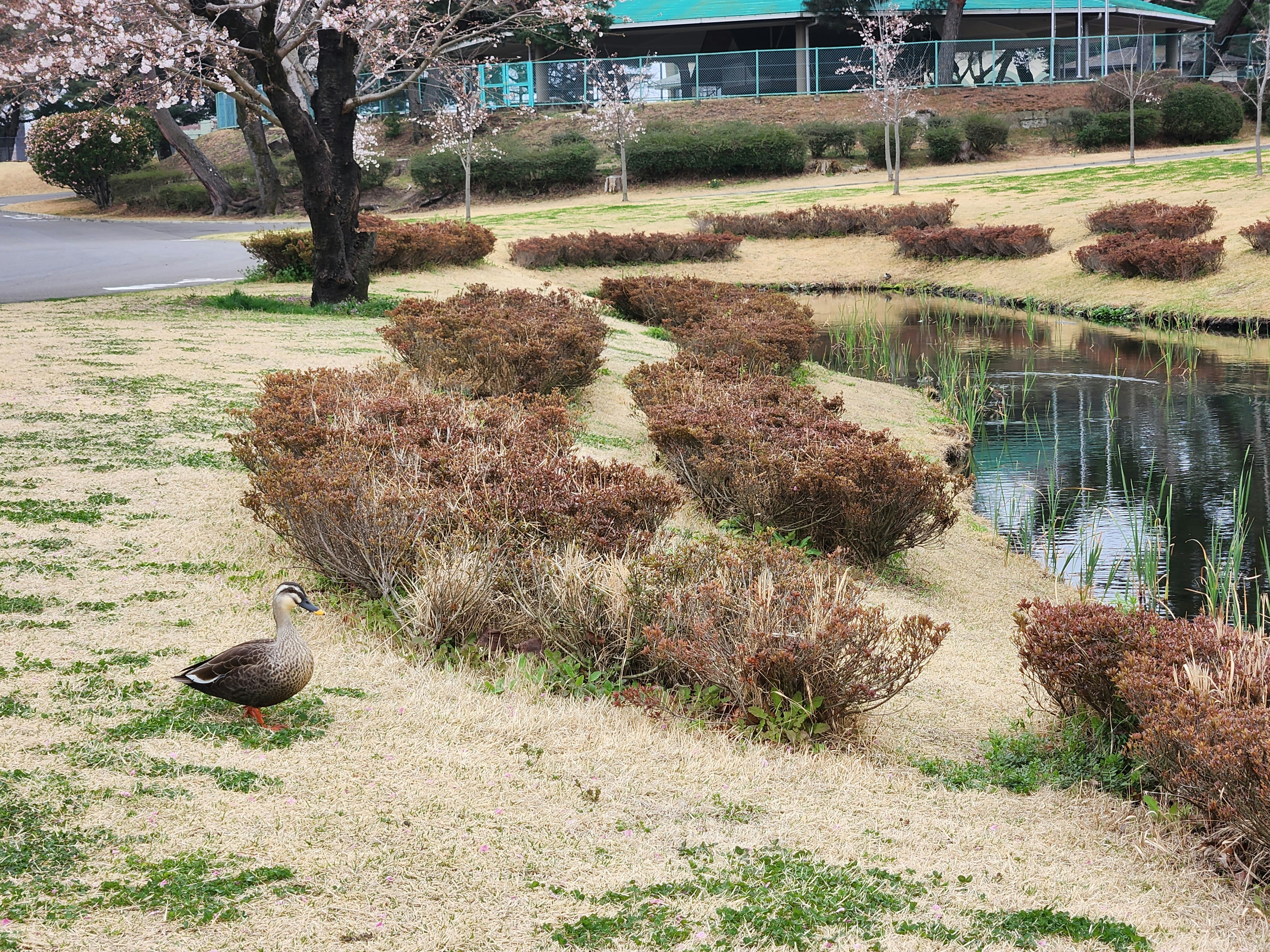 池のそばの草地でくつろぐマガモと春の景色