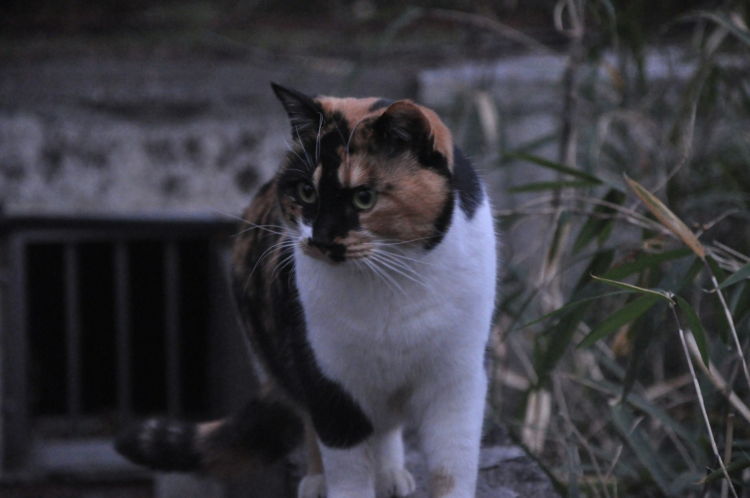Calico cat with black and orange patches standing among grass