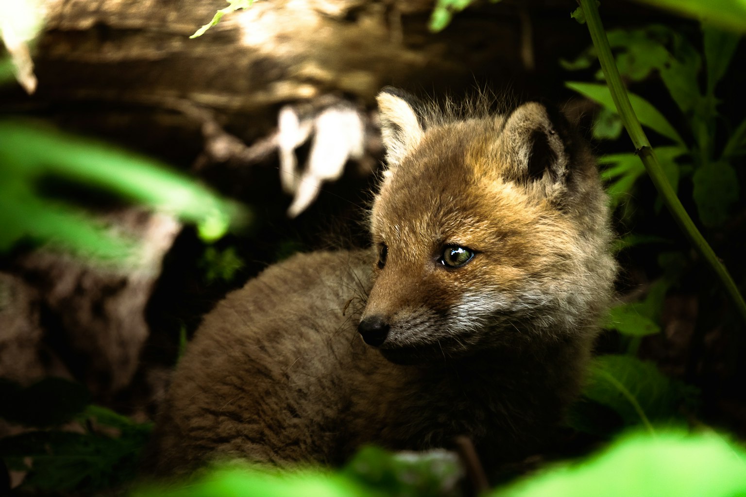 Ein junges rotes Fuchs-Baby, das im Blattwerk des Waldes liegt