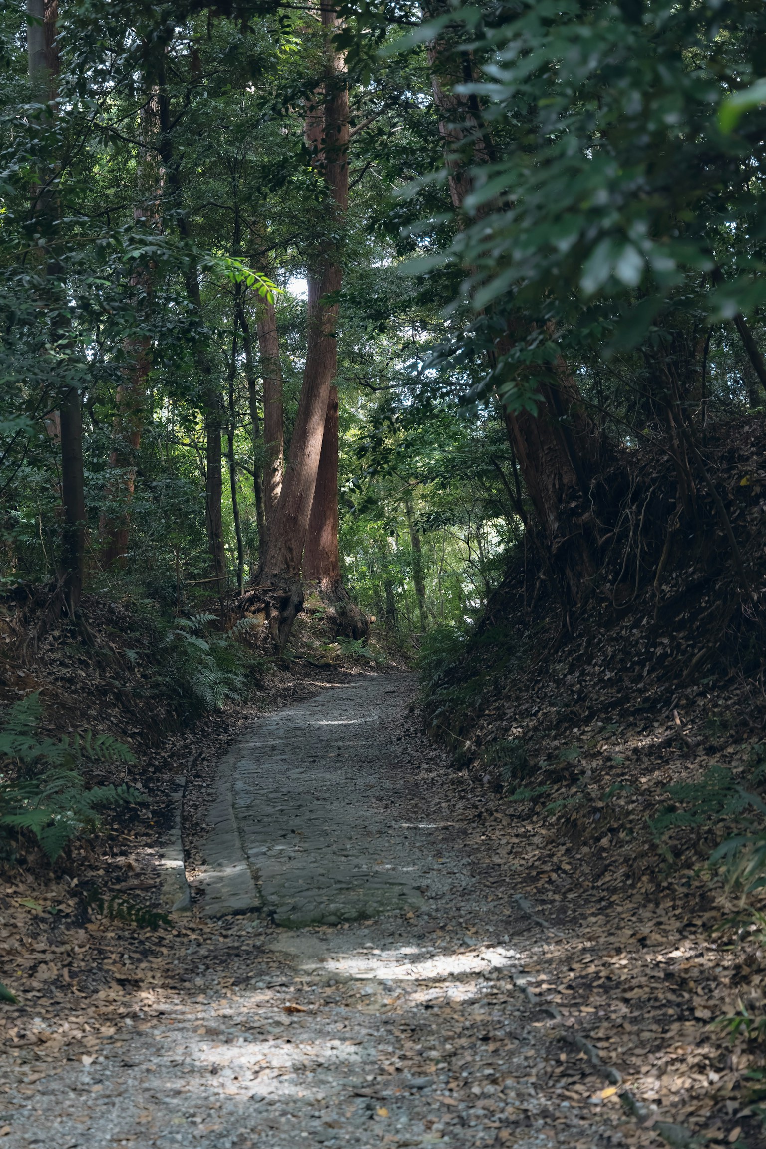 A tranquil forest path surrounded by green trees