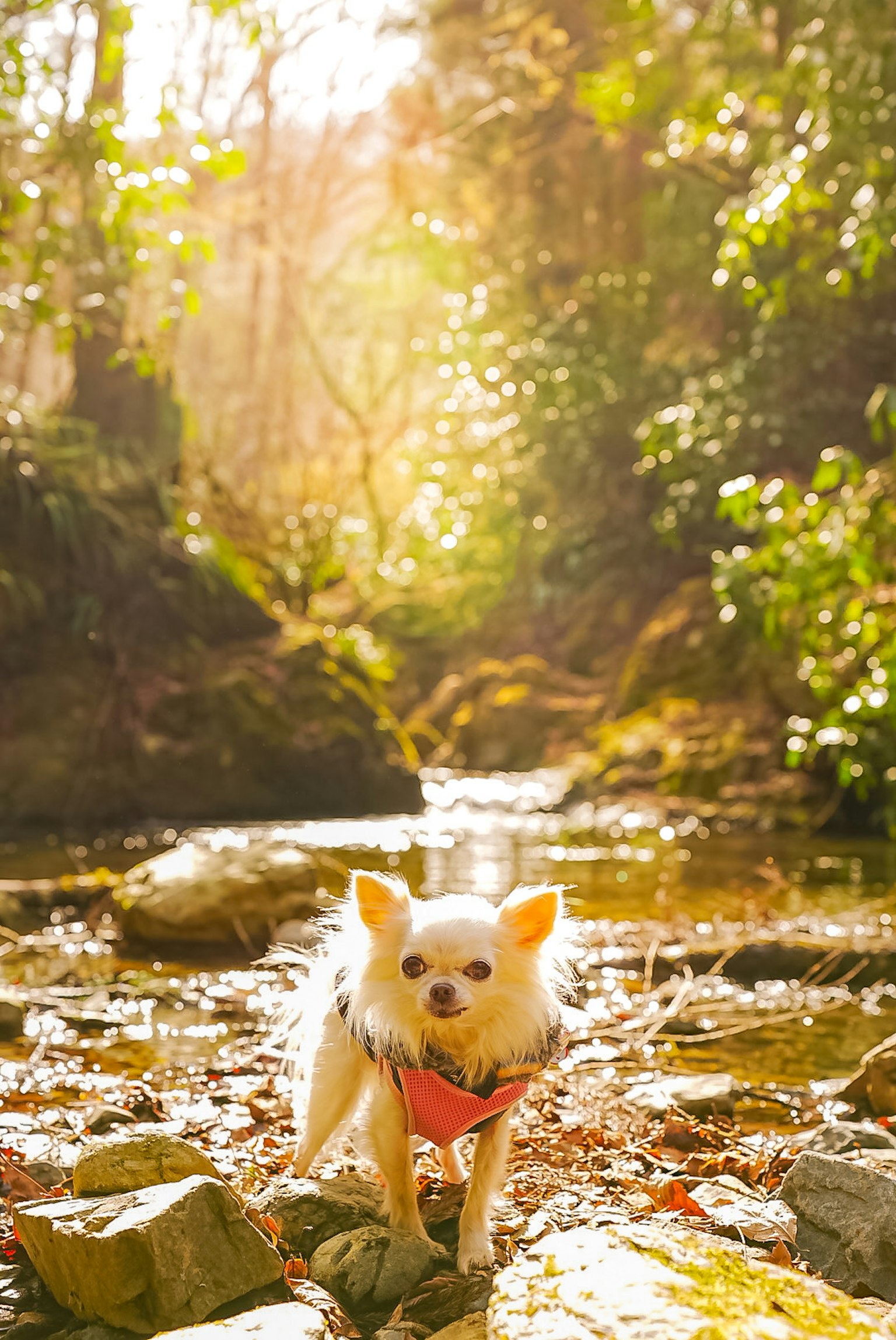 Chihuahua jugando en un arroyo con árboles verdes y luz suave de fondo