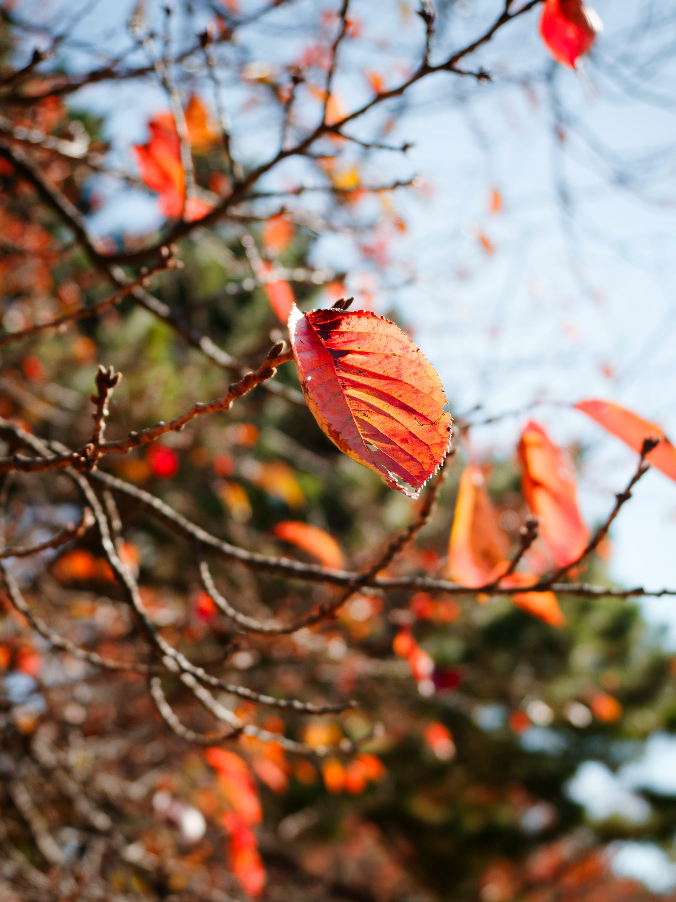 紅葉の赤い落ち葉が枝に揺れる秋の木々