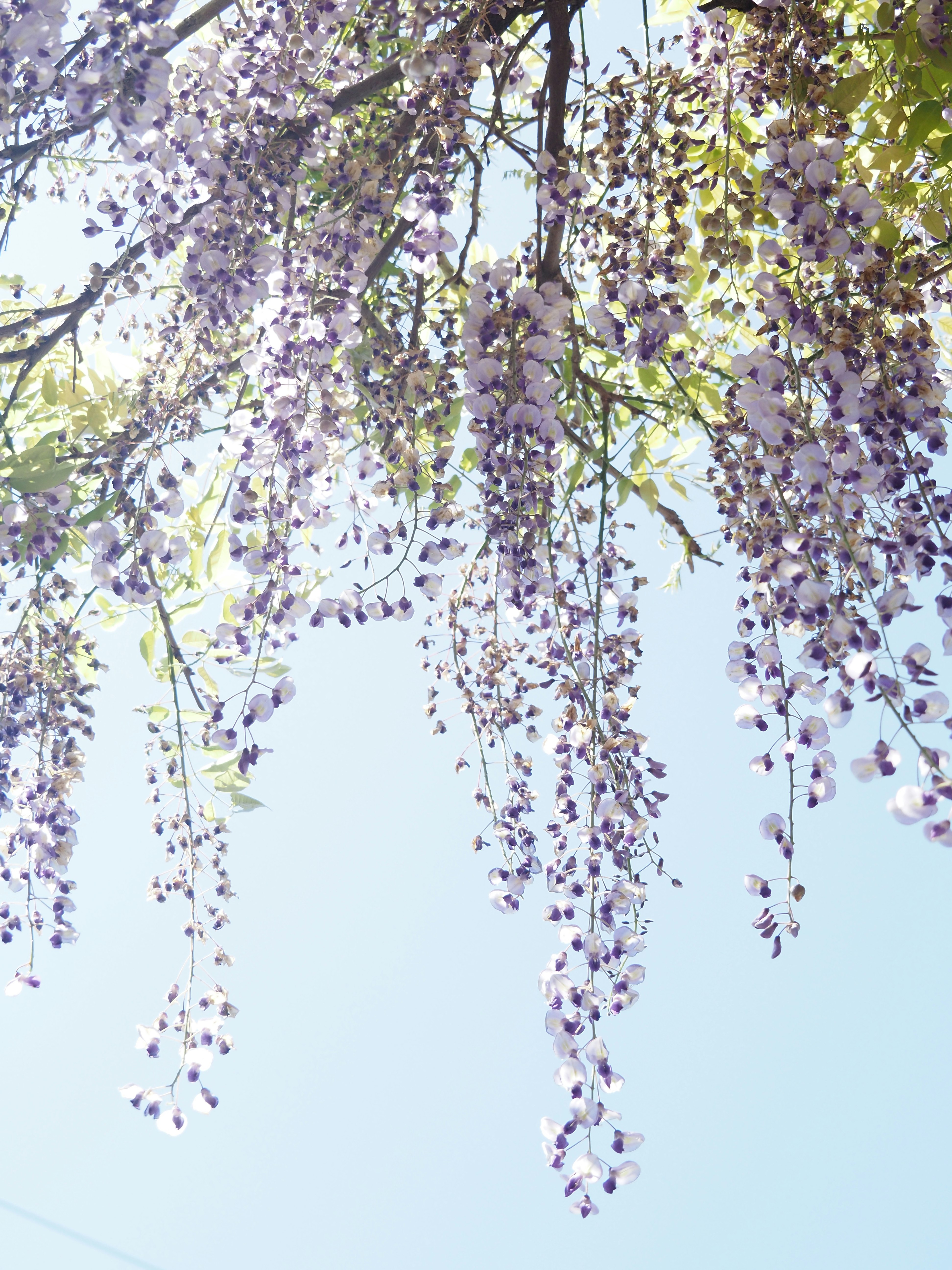 藤の花が枝垂れる空の下の花房