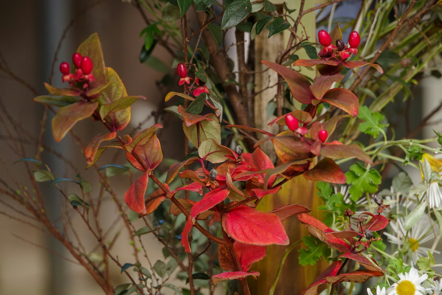 特写植物，带有红色浆果和绿色叶子