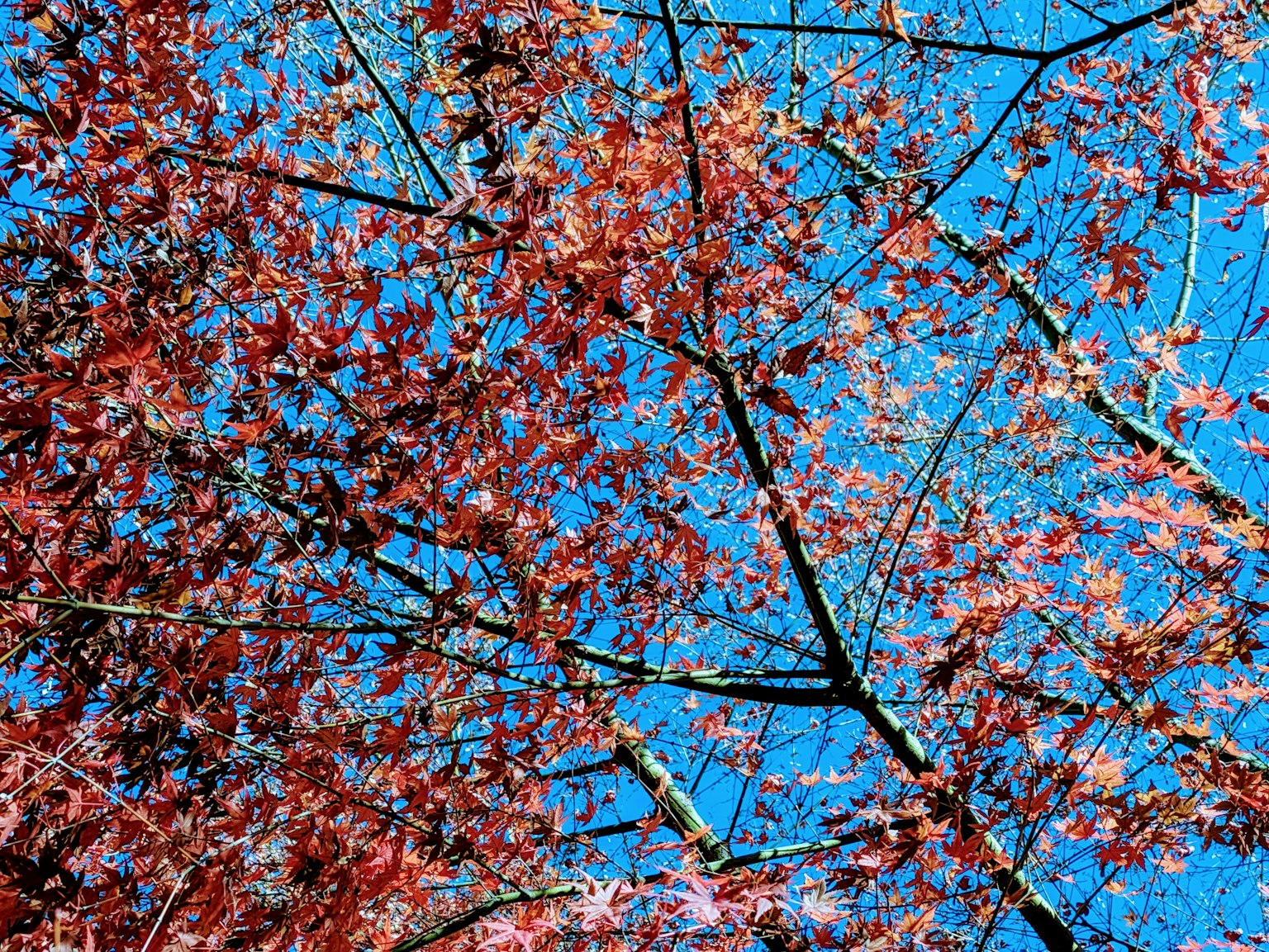 Tree branches with red leaves against a blue sky