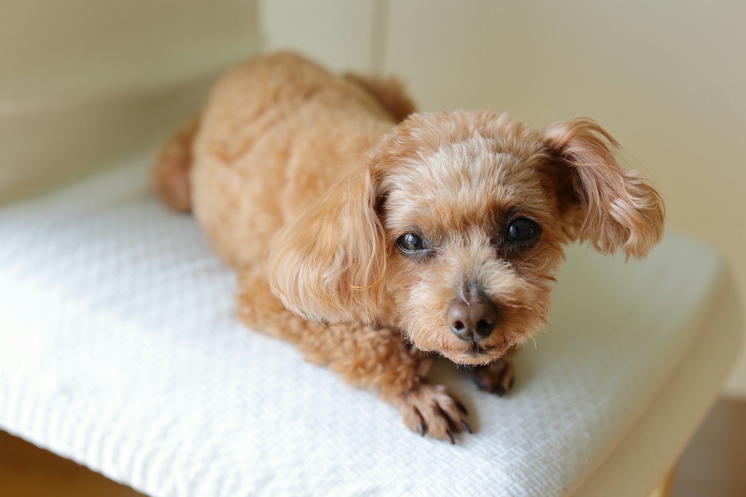 Small brown dog lying on a white cushion