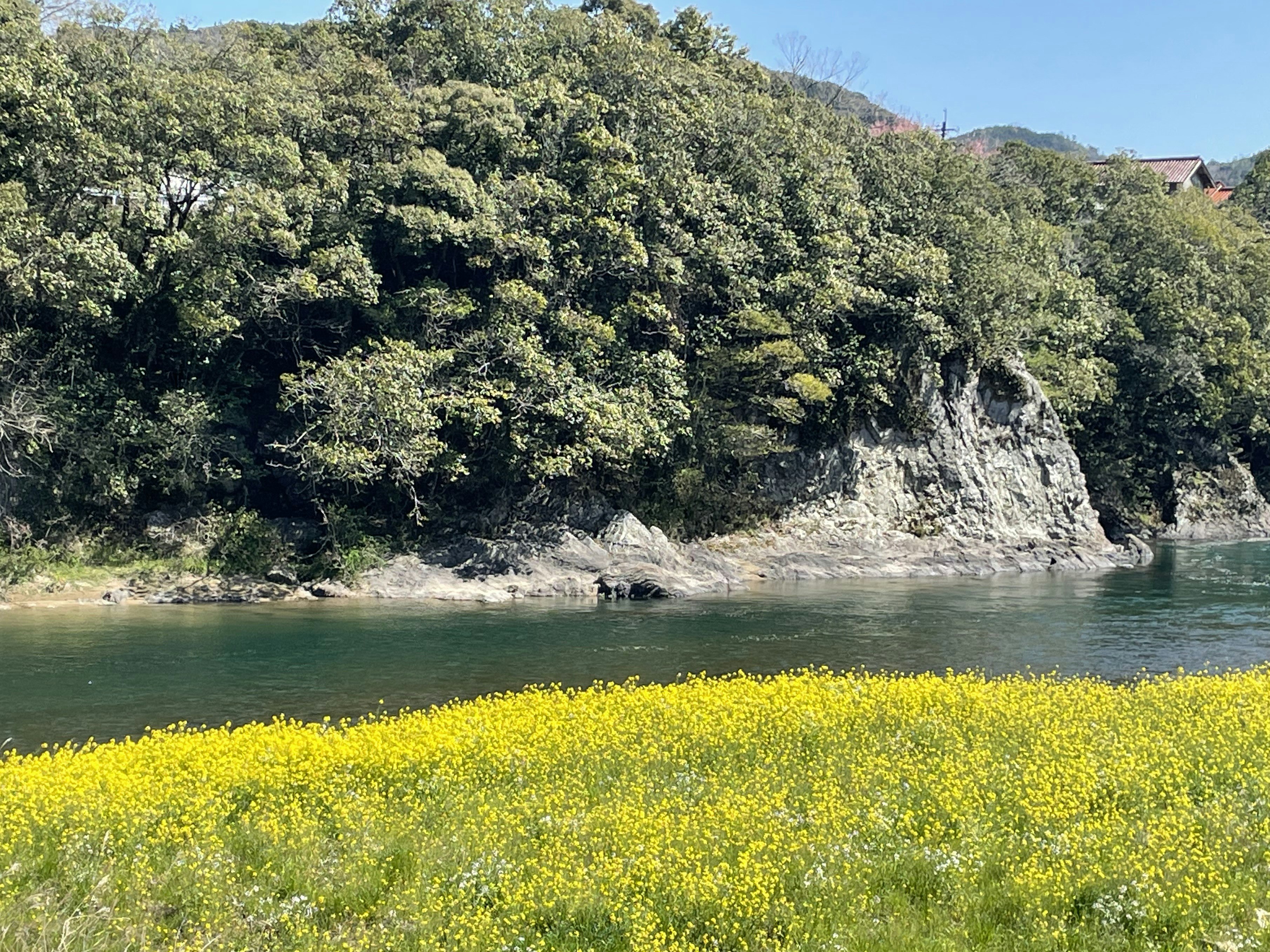 fiori di colza lungo un fiume e montagne verdi