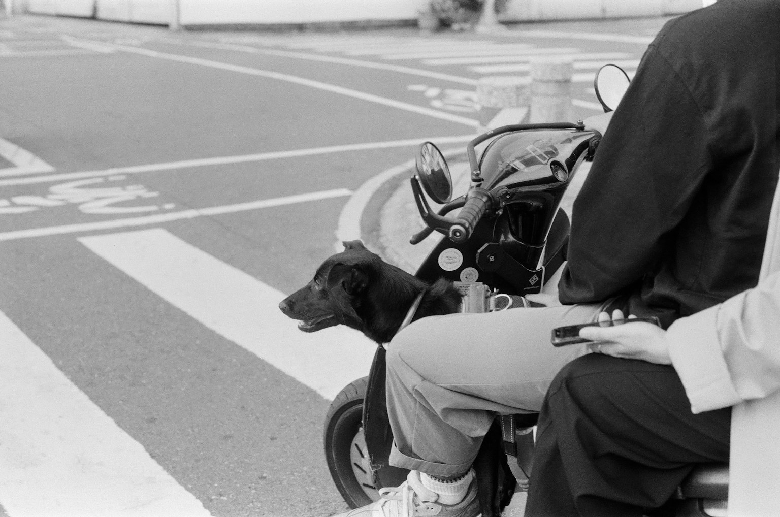 A black dog sitting next to a person on a scooter