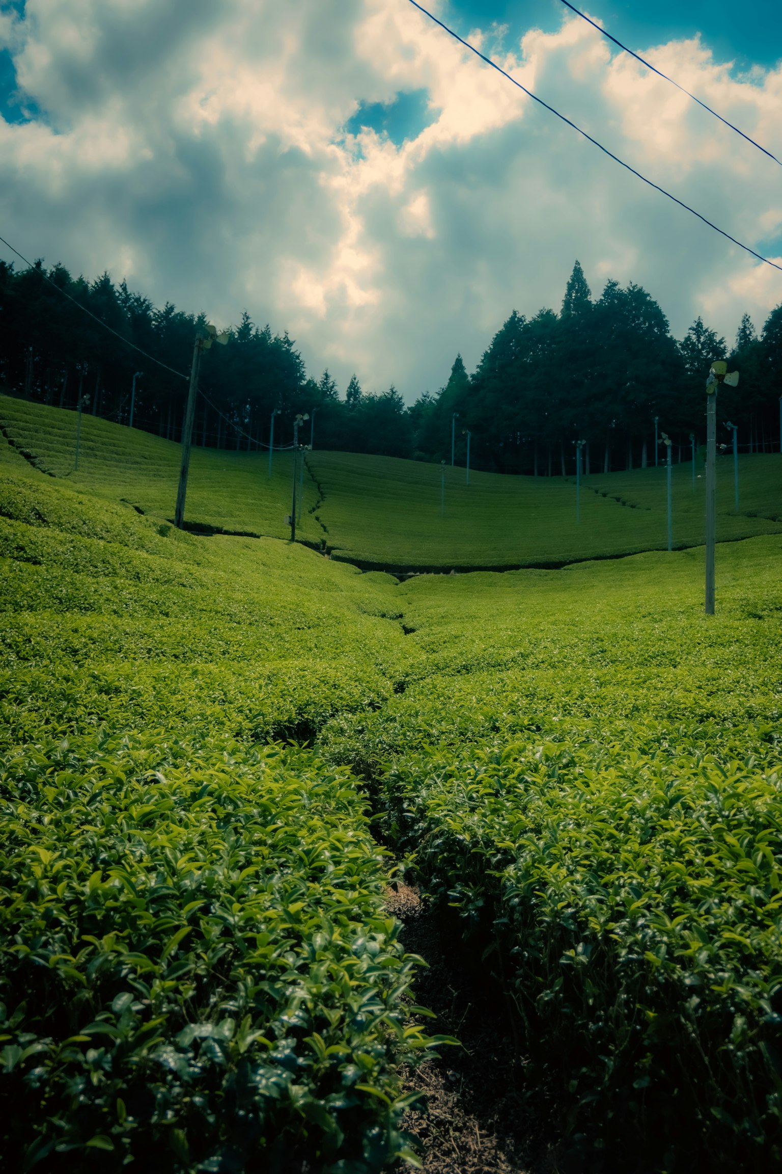 Lush green tea fields under a blue sky with scattered clouds
