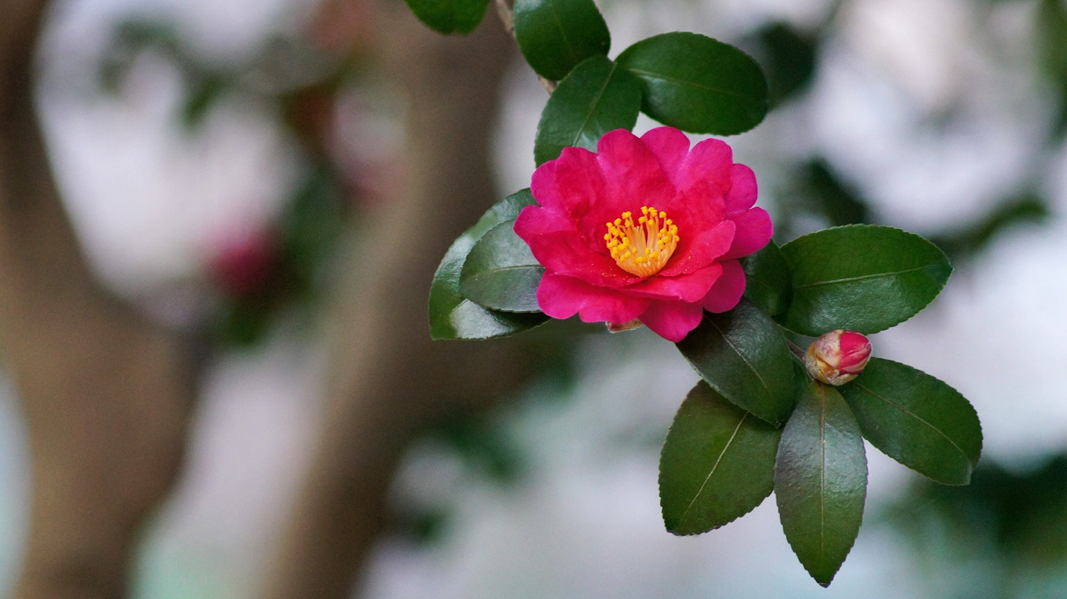 Primo piano di un fiore di camelia rosa vivace con foglie verdi