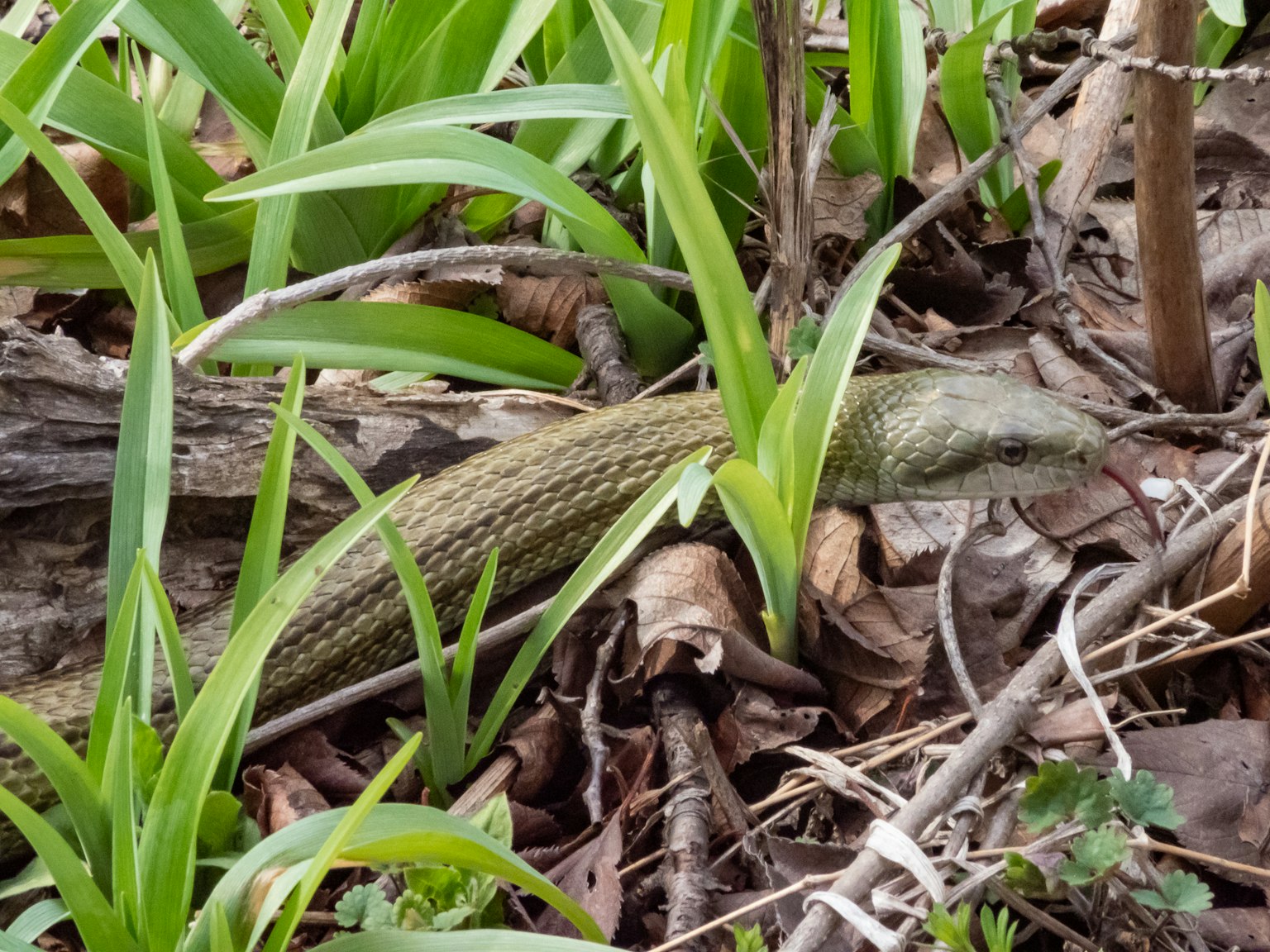 Un largo reptil que parece un lagarto entre la hierba verde