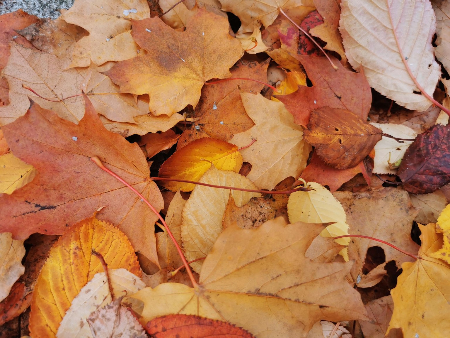 Una variedad de hojas de otoño en colores ricos esparcidas por el suelo