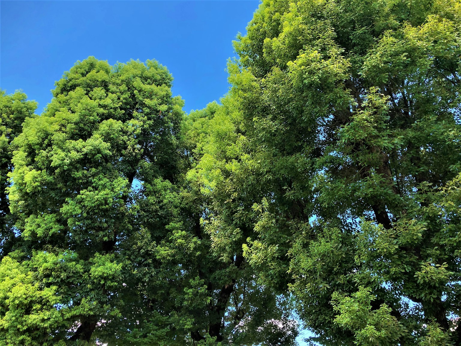Copas de árboles verdes exuberantes bajo un cielo azul claro