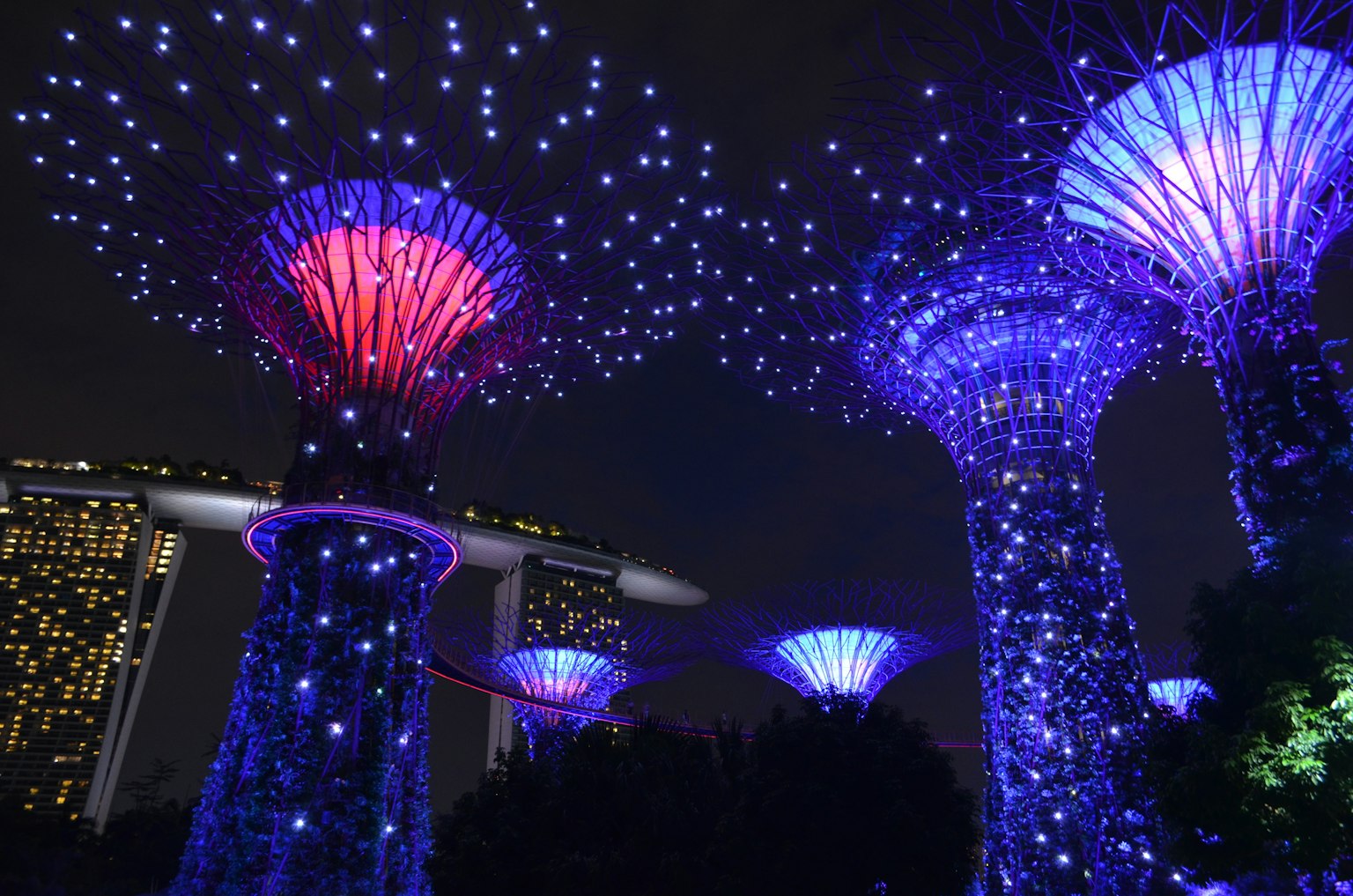 Beautiful view of Supertree Grove illuminated at night