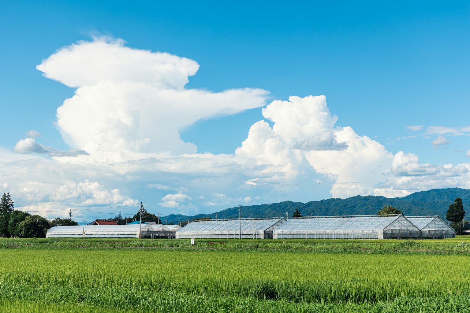 Landscape of green rice fields and greenhouses under a blue sky