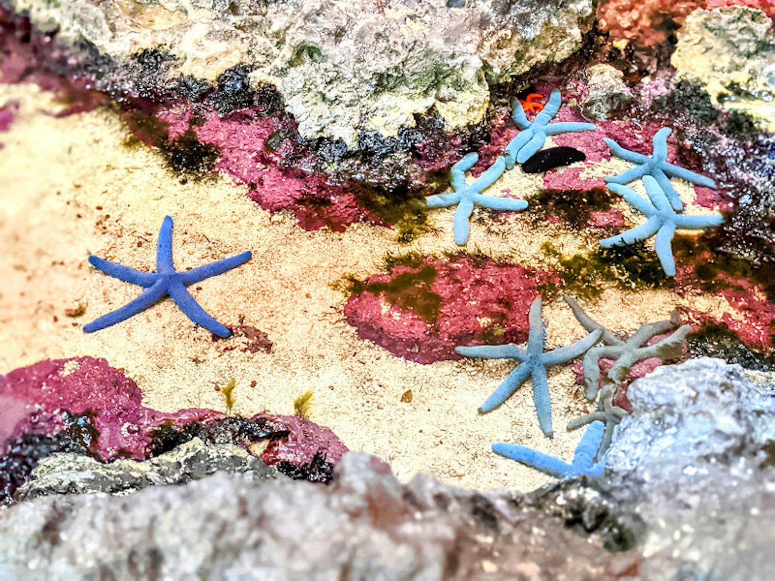 Rochers colorés avec des étoiles de mer bleues éparpillées sur la surface