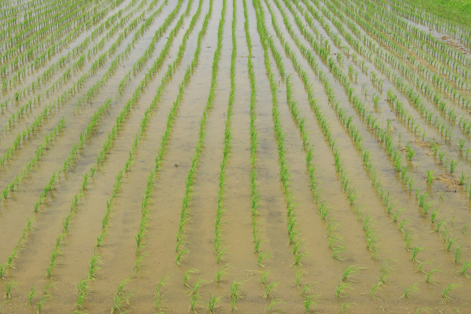 Plantes de riz vert luxuriant disposées en rangées dans un champ inondé