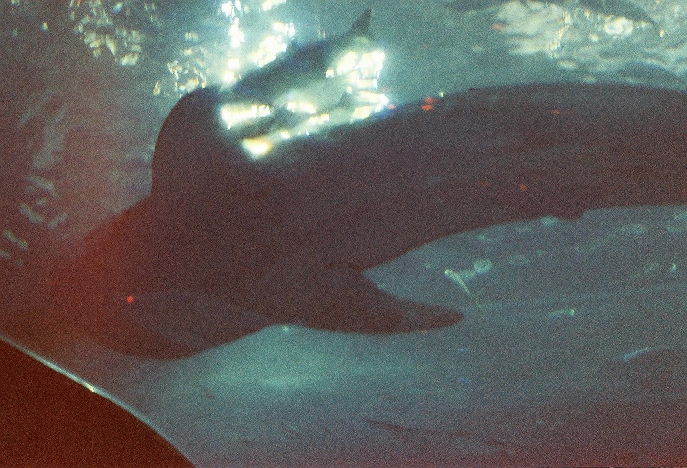 photo-QscPhQZ3tP3DySBCjQ2z-image