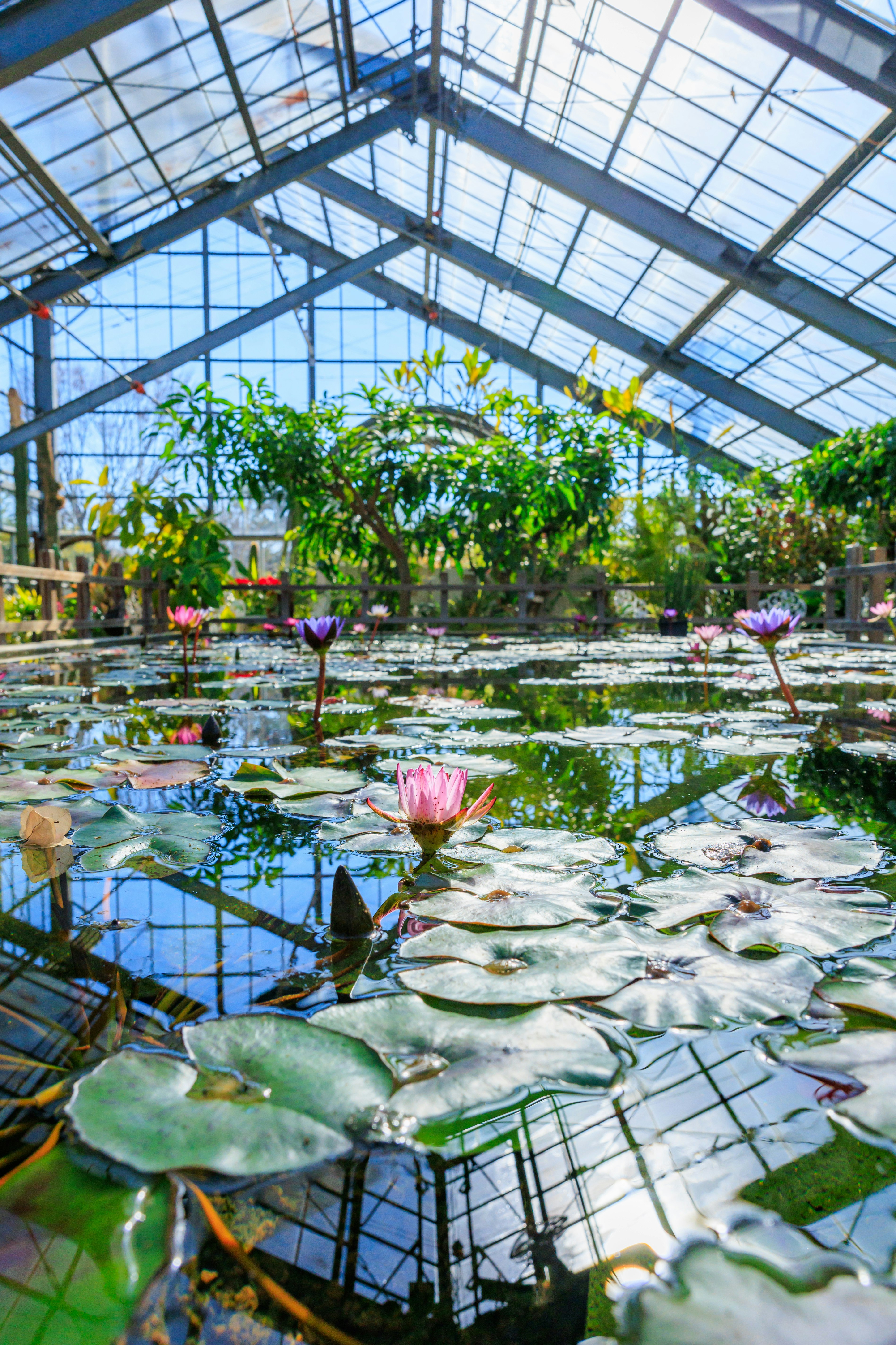 温室の池に浮かぶスイレンと熱帯植物の景色