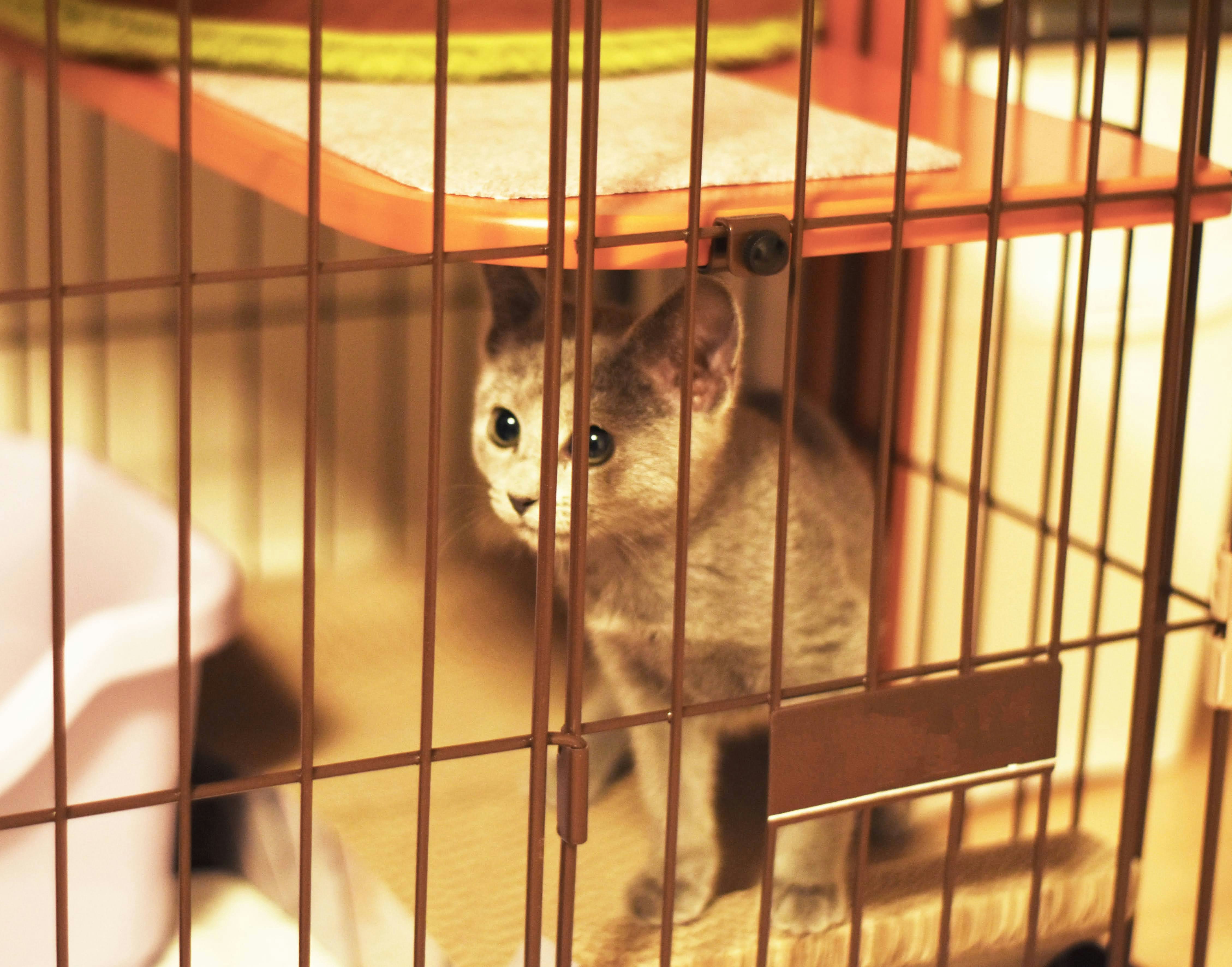 cat looking out from inside a cage